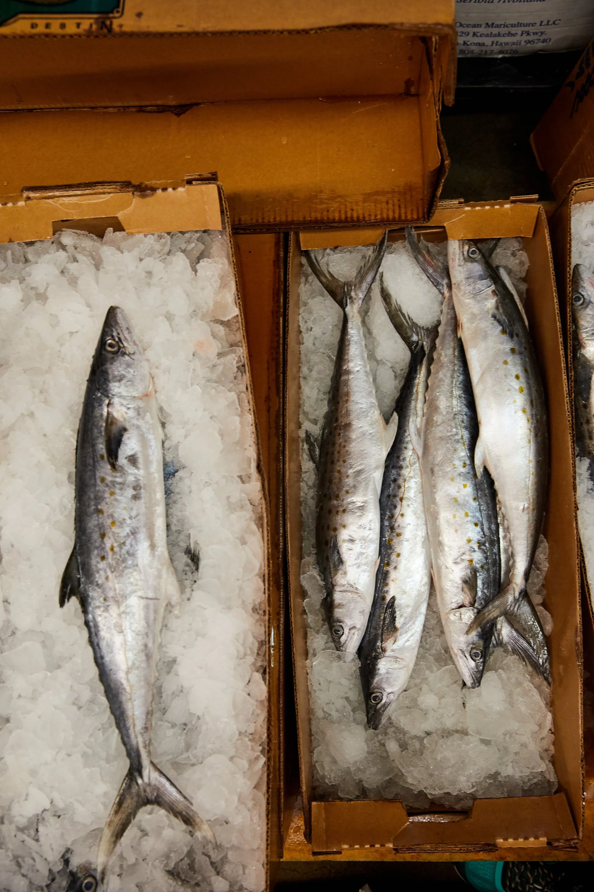Savour_YamaSeafood_069.jpg