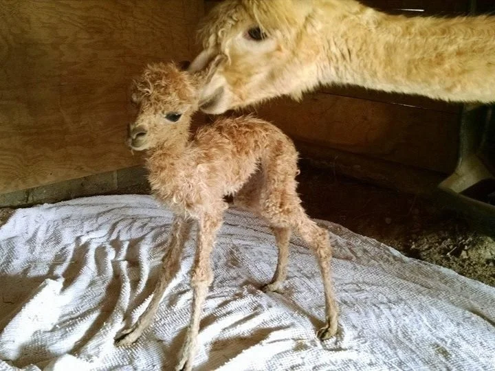 Rockin' Alpaca Suri Ranch Handcrafted Dryer Balls & Yarn