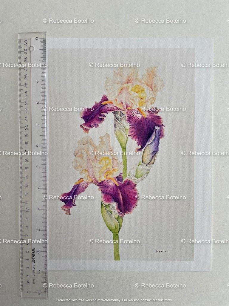 Bearded irises yellow+purple print 1.jpeg