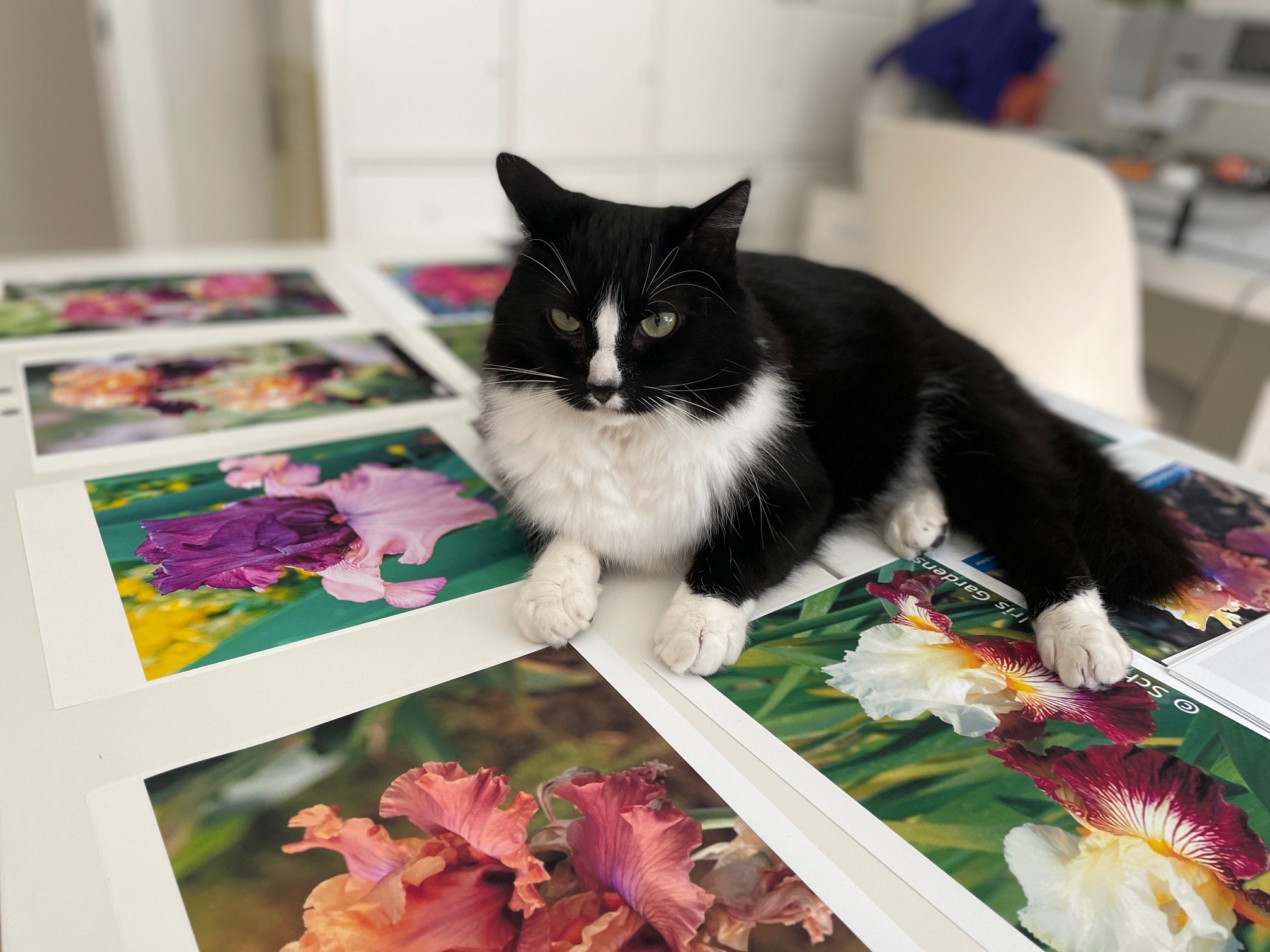 A medium-haired tuxedo cat sits on top of a spread of assorted images showing colorful bearded irises