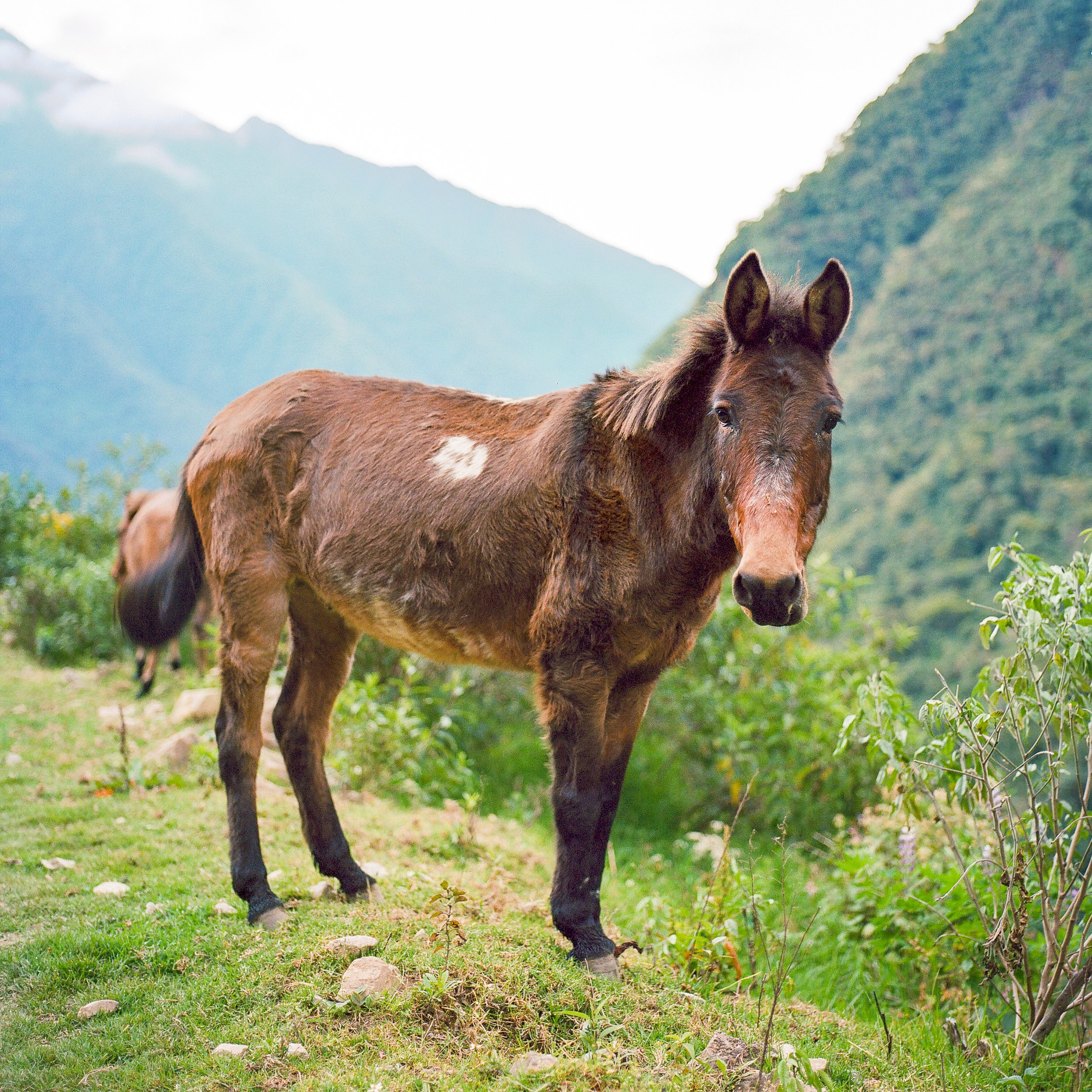 peru-17.jpg