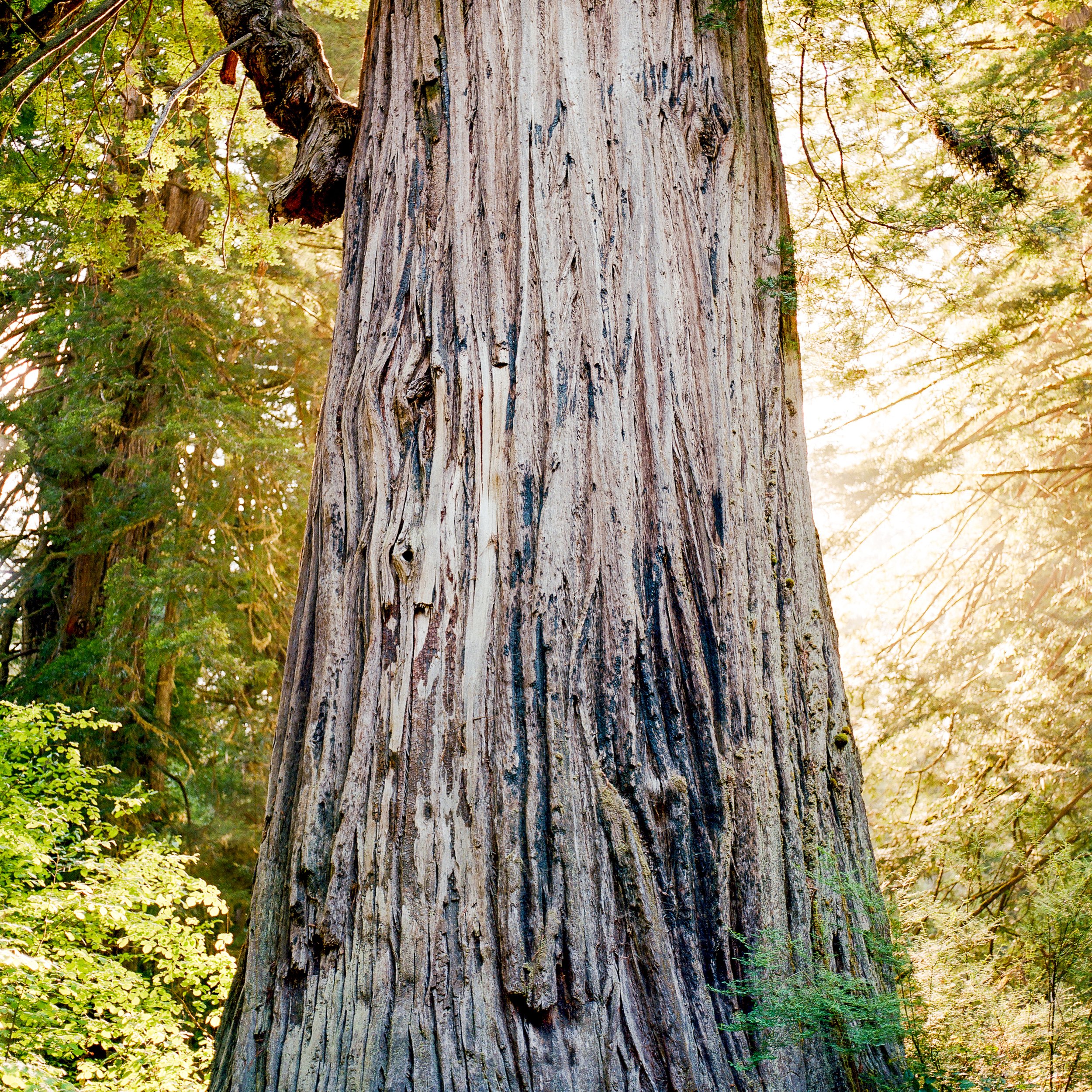 redwoods-4.jpg