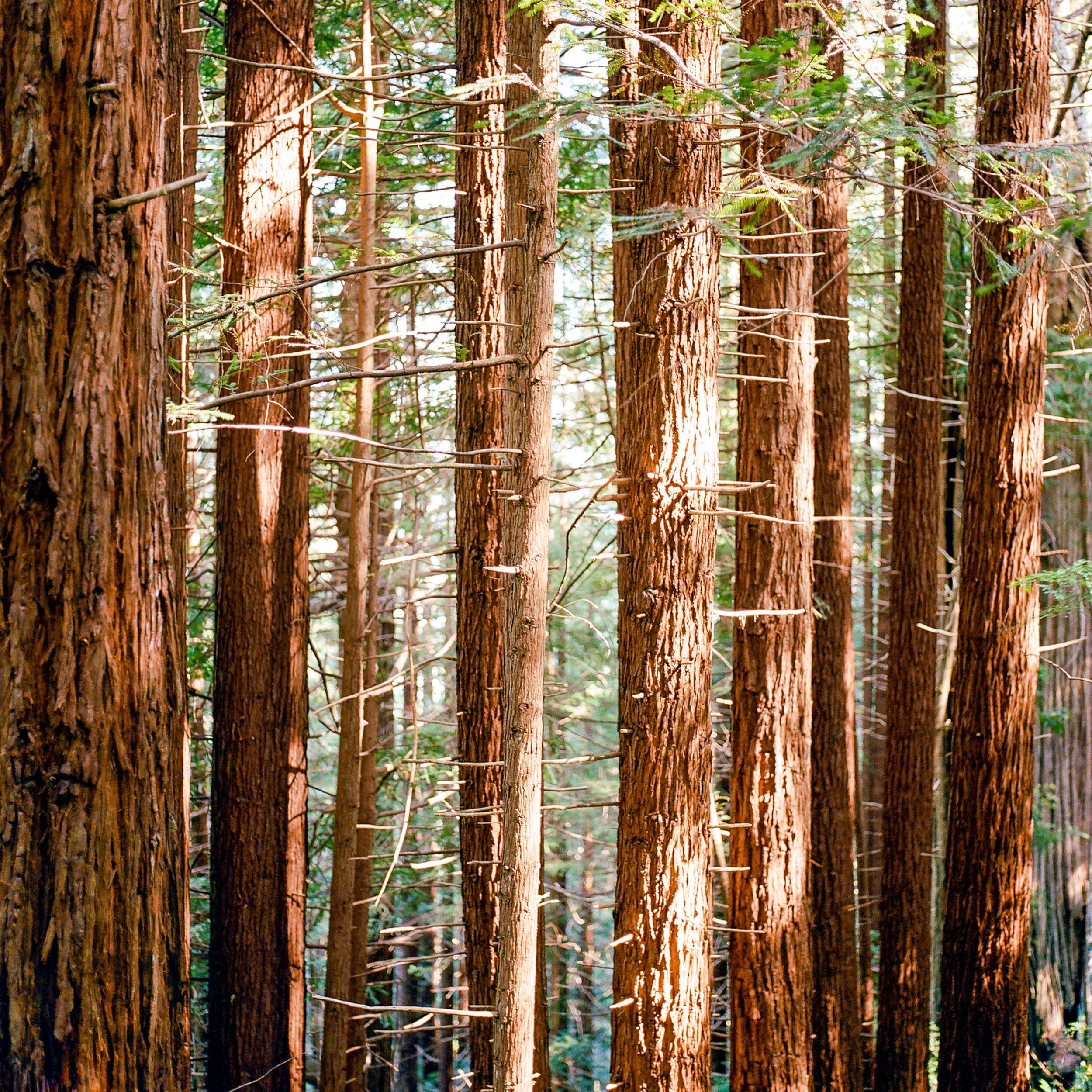 redwoods-11.jpg