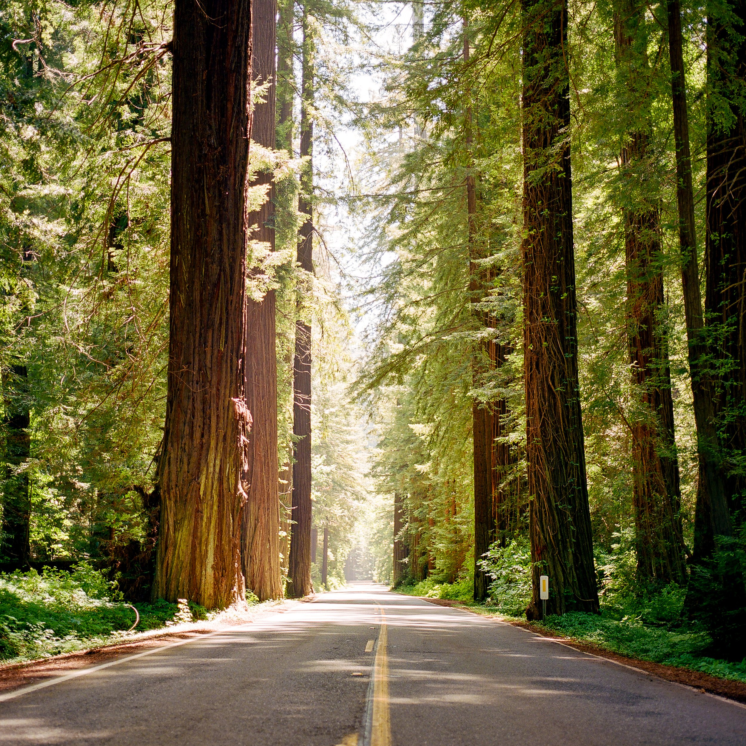 redwoods-14.jpg