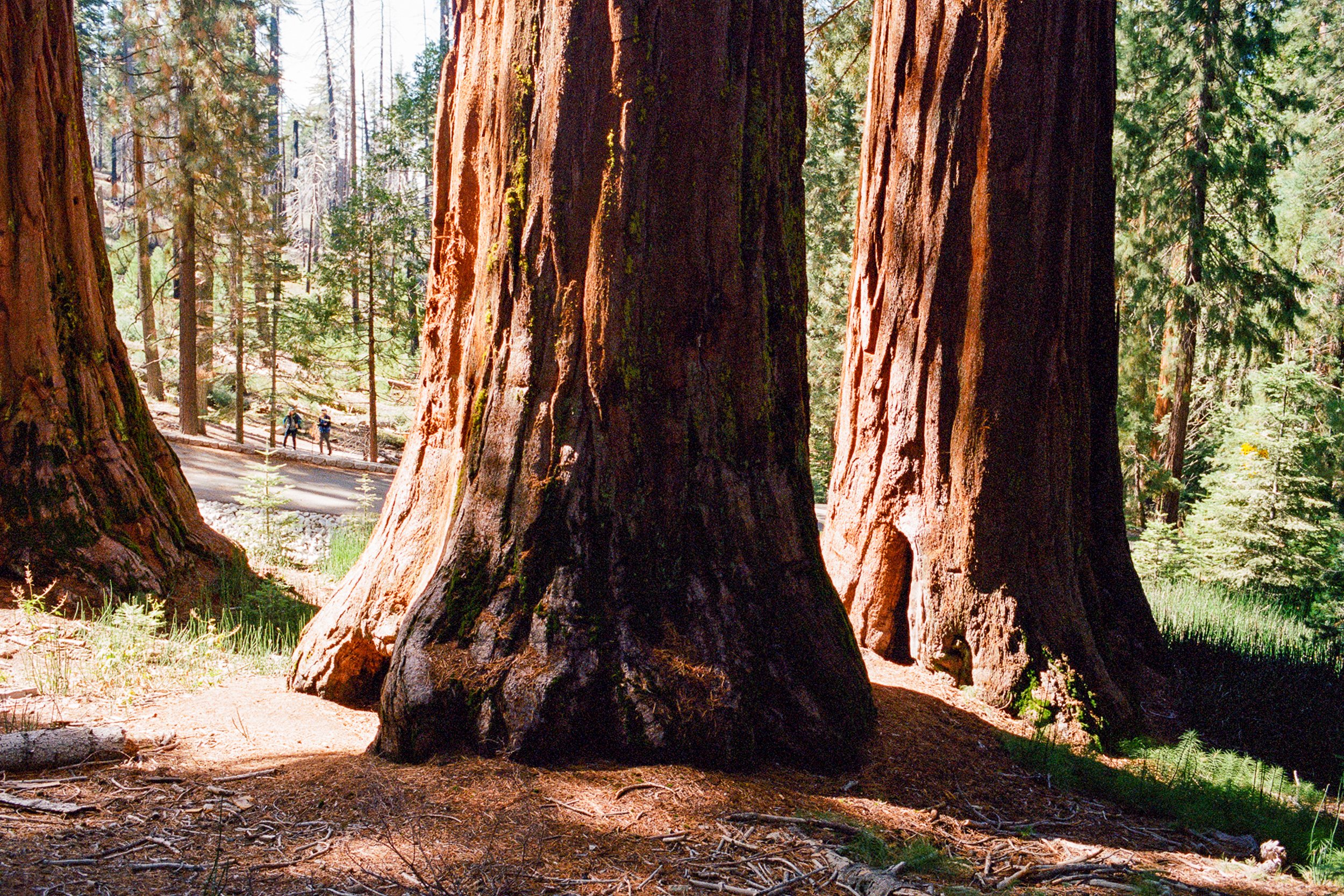 yosemite-19.jpg