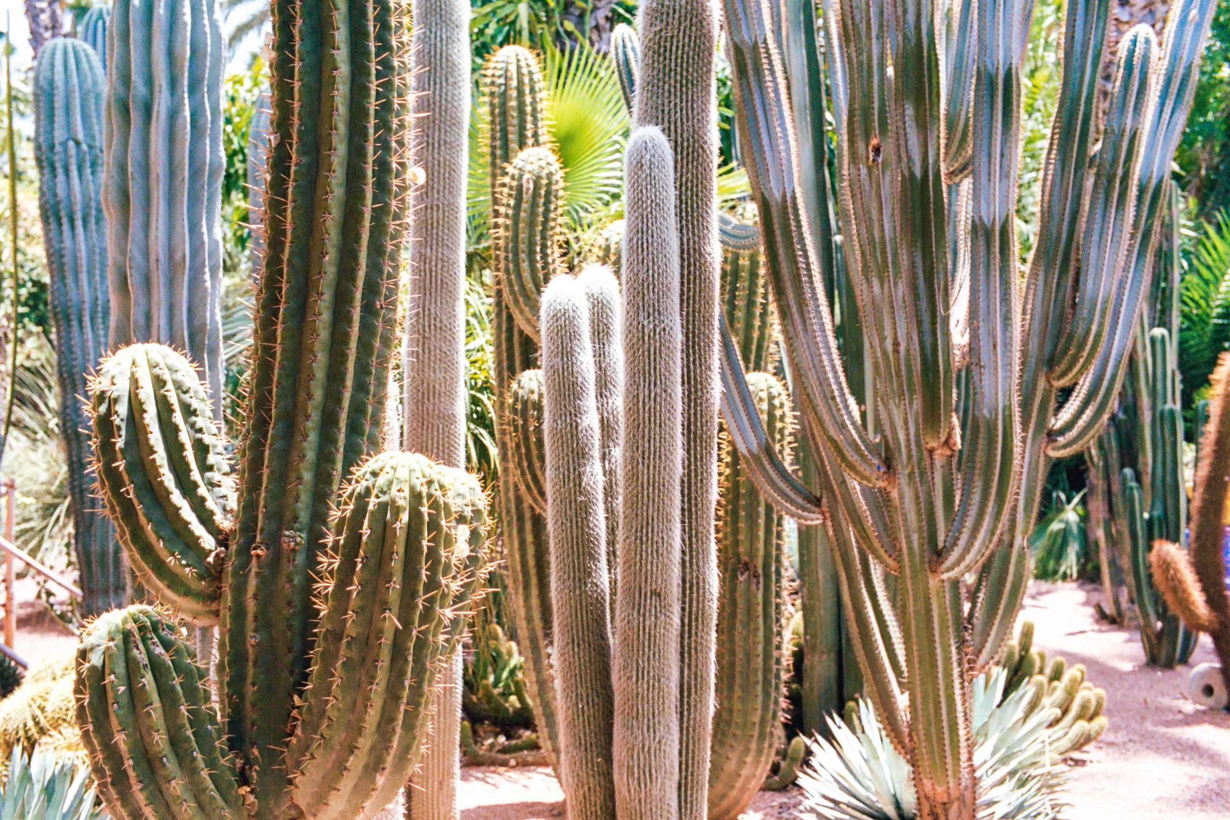 marrakesh-england-9.jpg