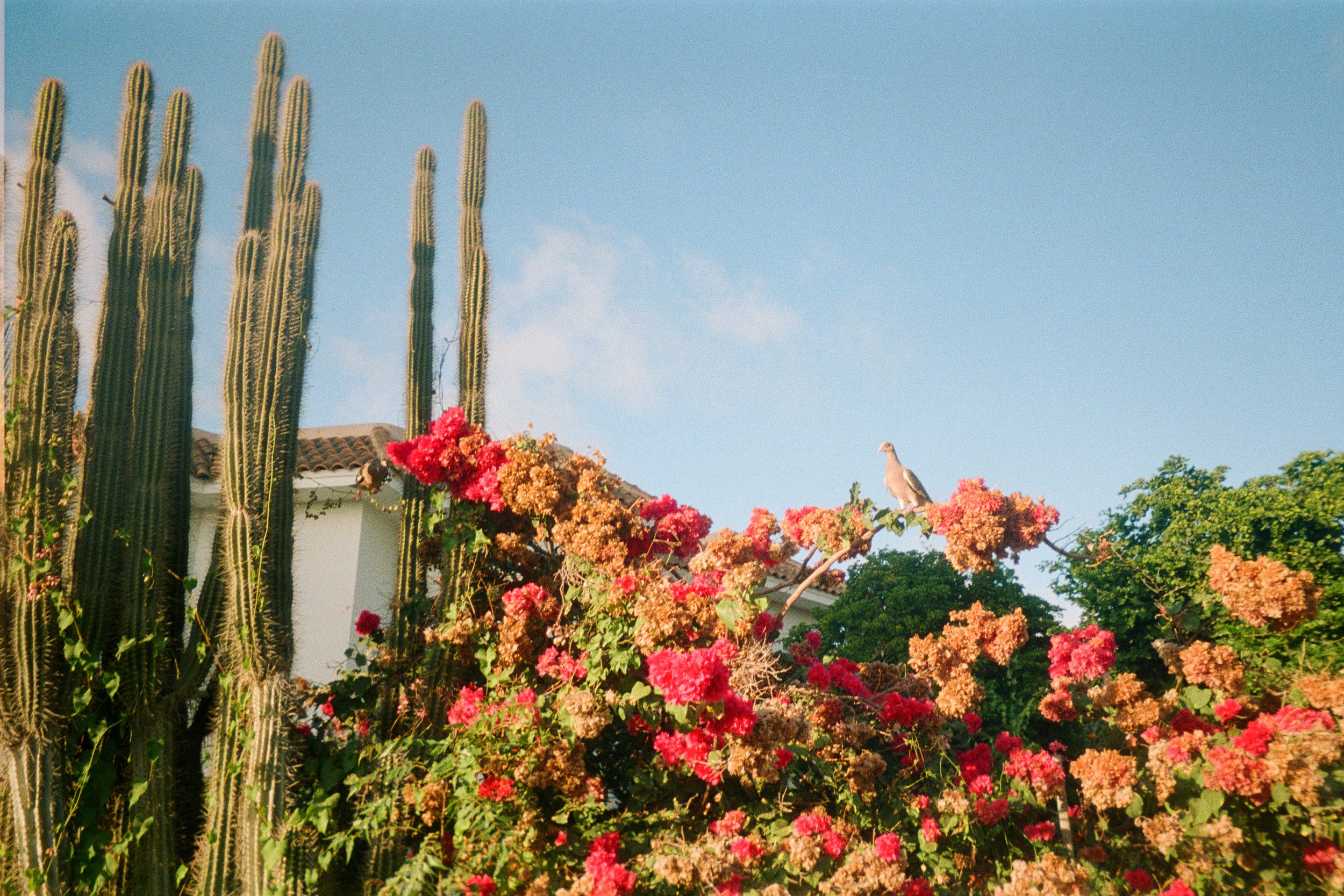 bonaire-6.jpg