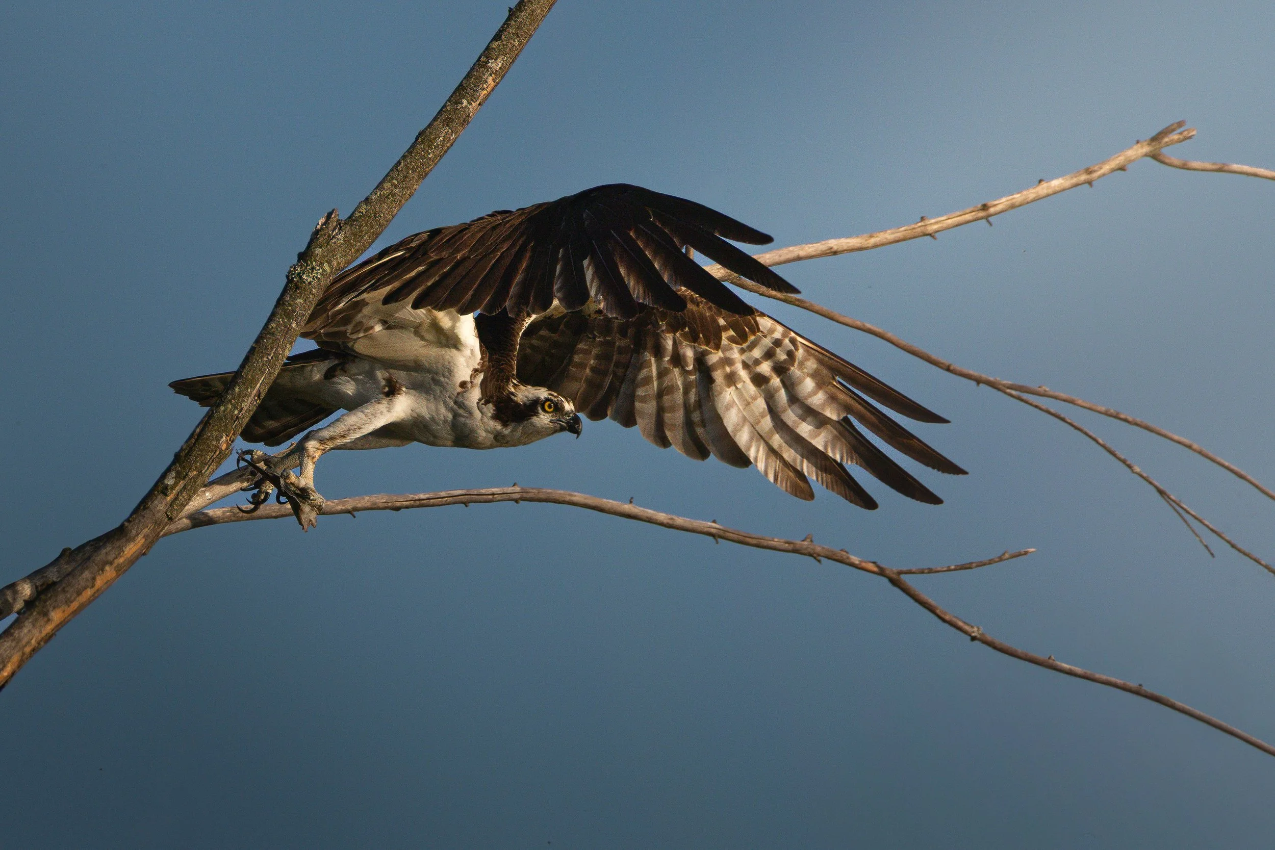 Osprey-Color-Print.jpg