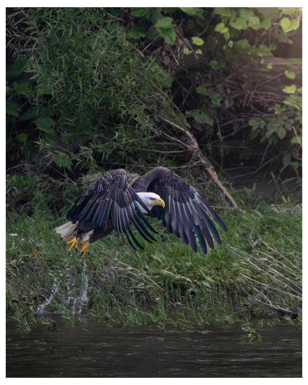 eagle-social.jpg