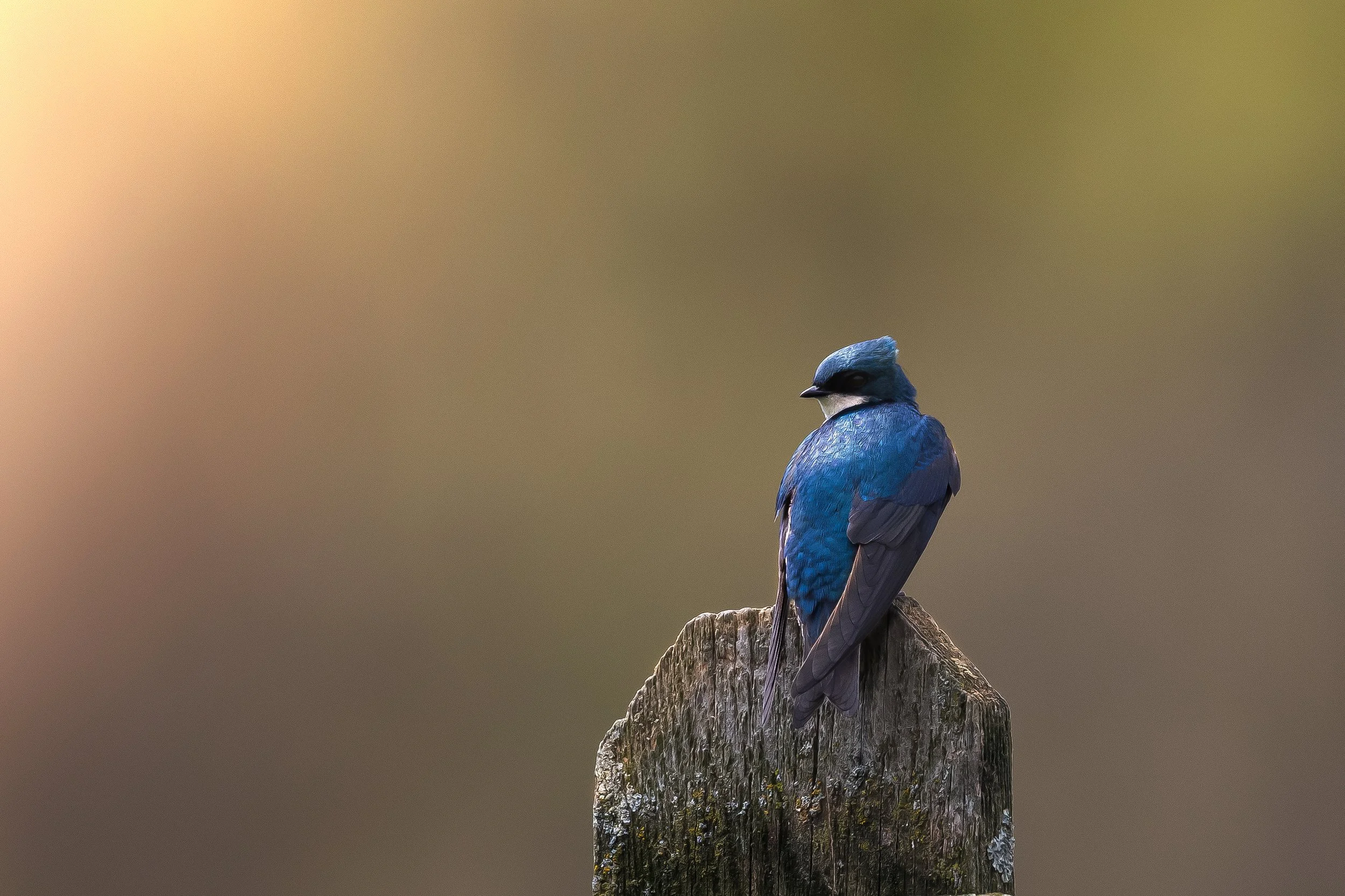 birds-template-project.jpg