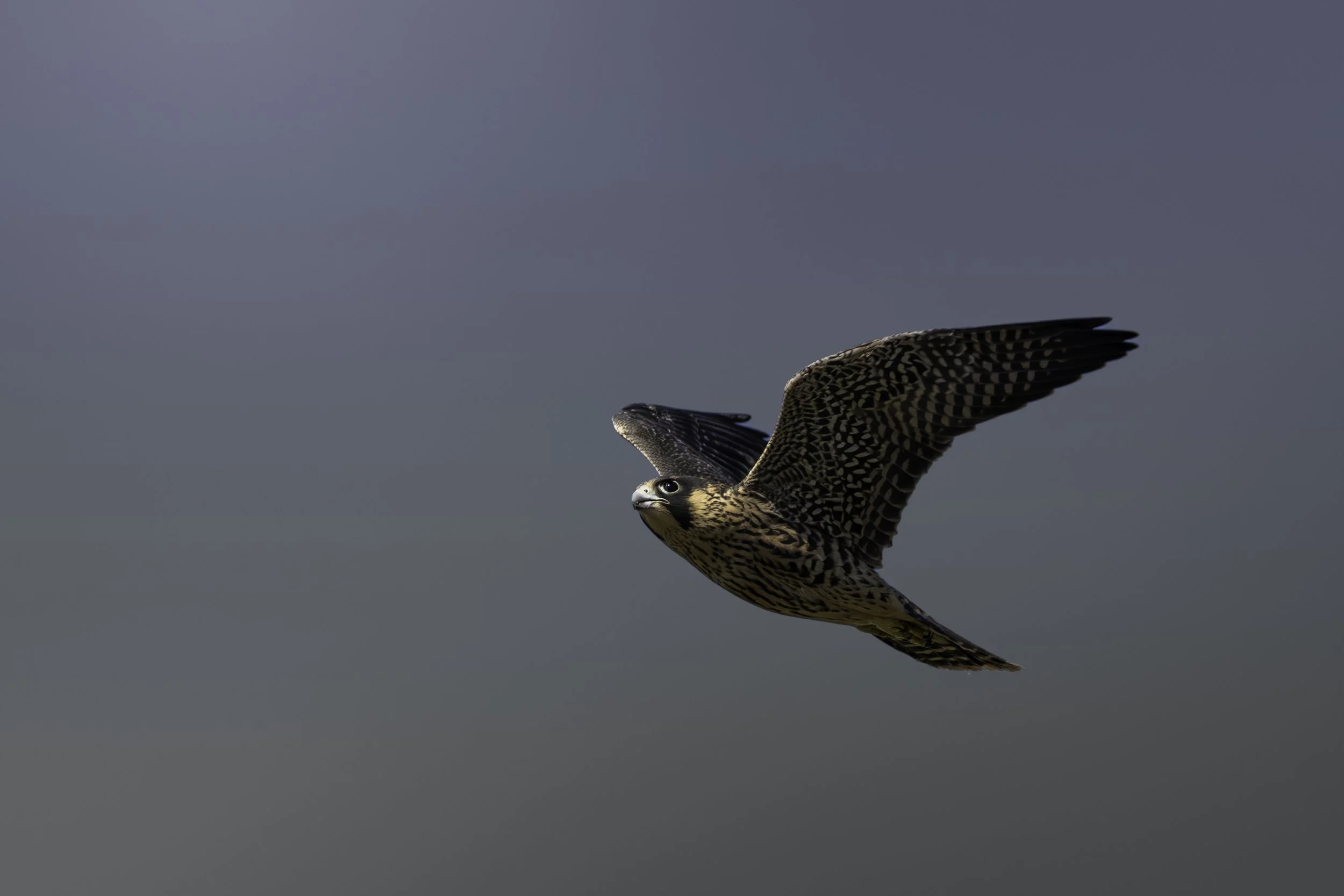 falcon-20X5A0012-mt.jpeg