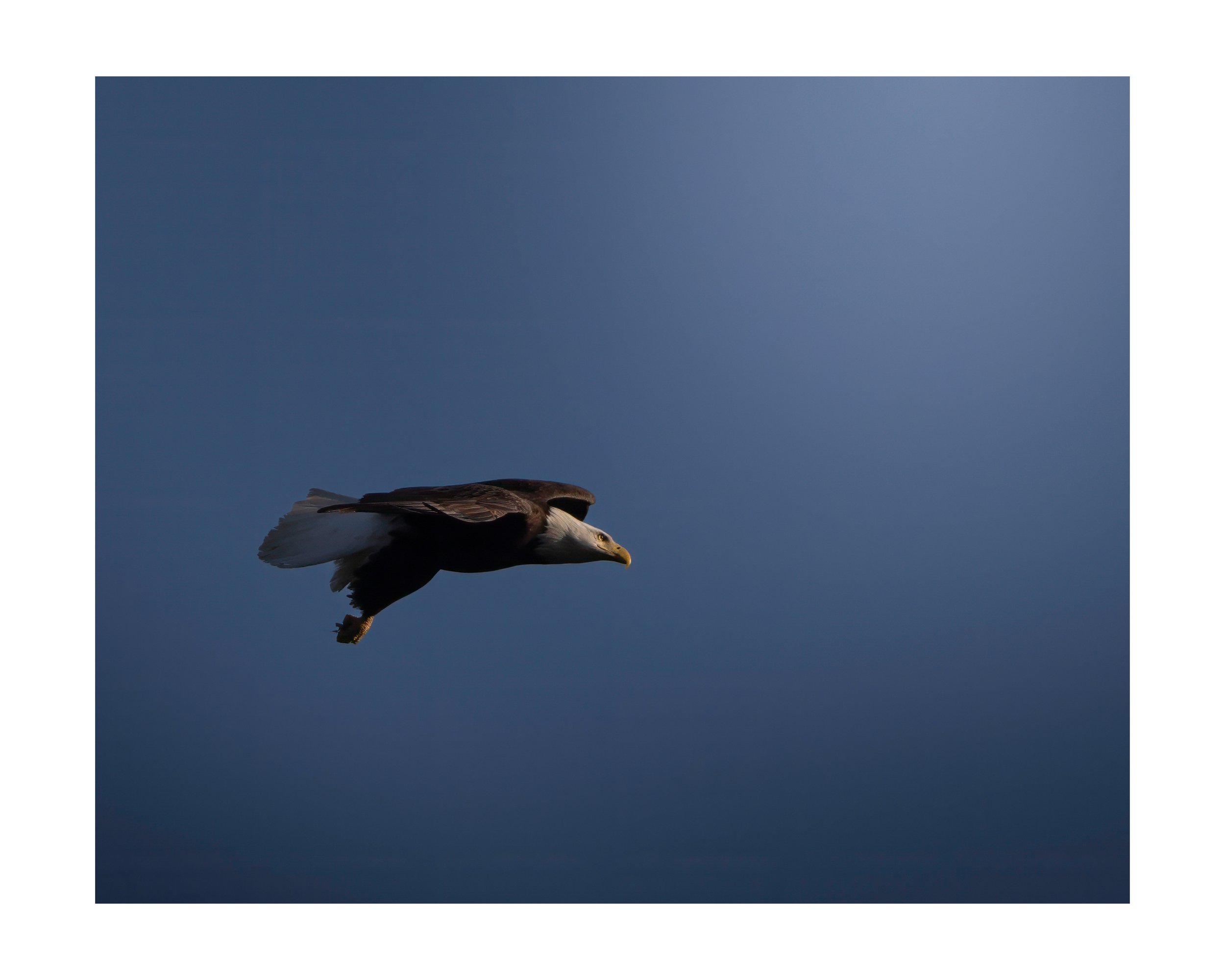 eagle-print-8-10.jpg