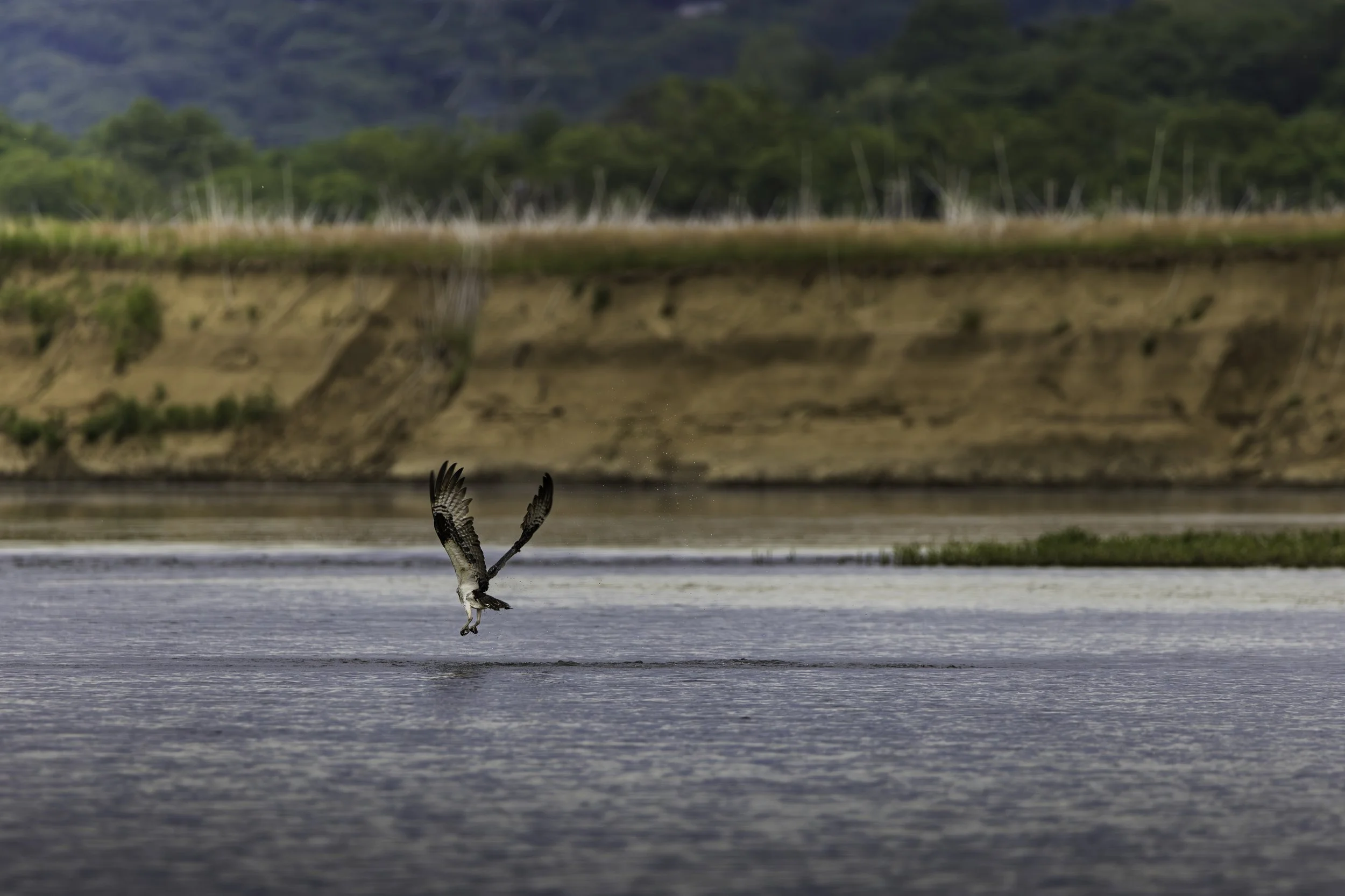 osprey-10X5A7997-mt.jpeg