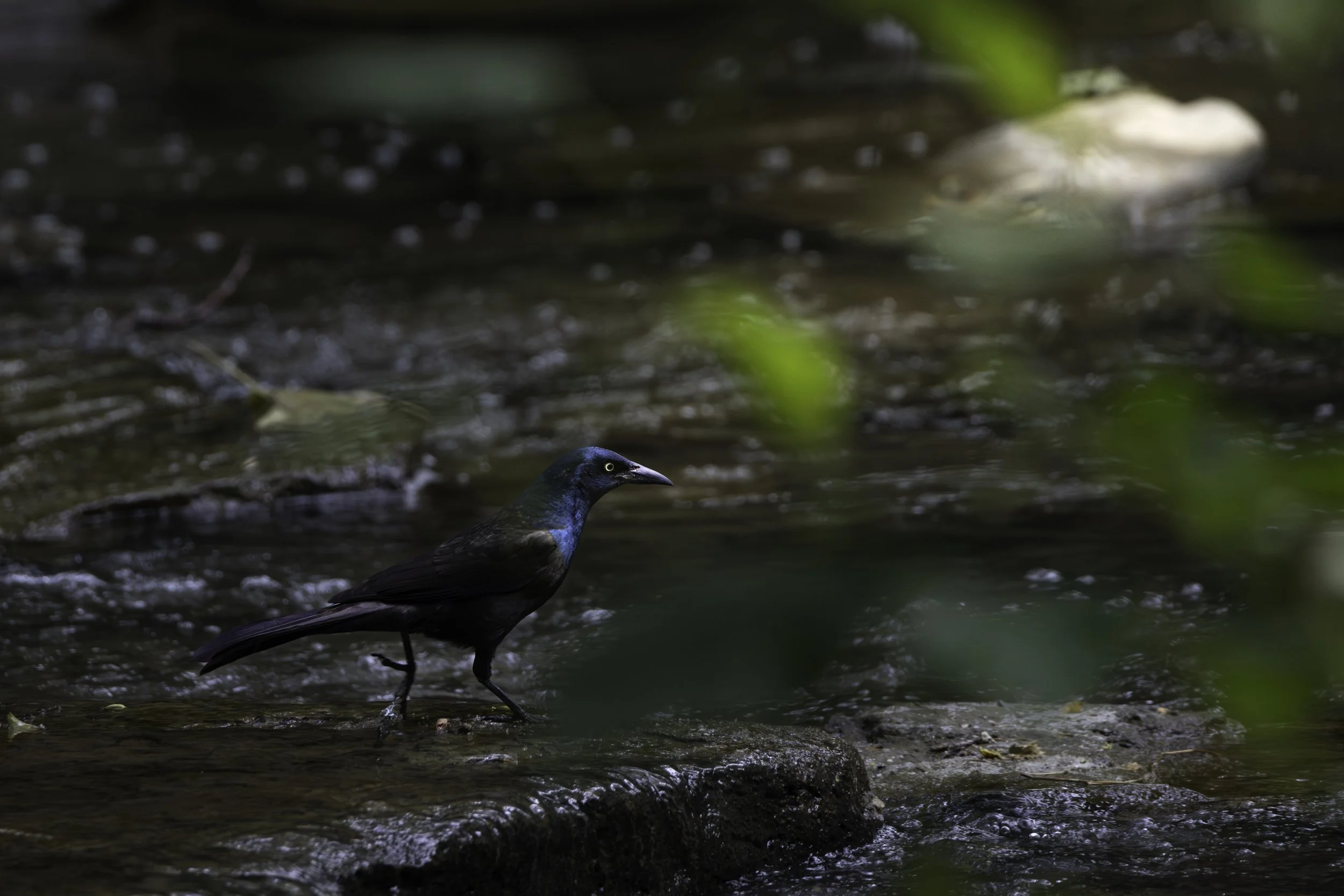 grackle-20X5A1769-mt.jpeg