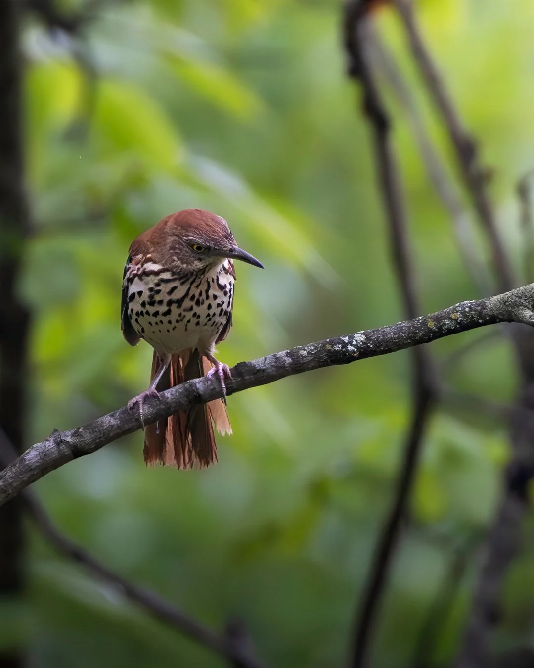 feed_brown_thrasher.jpg
