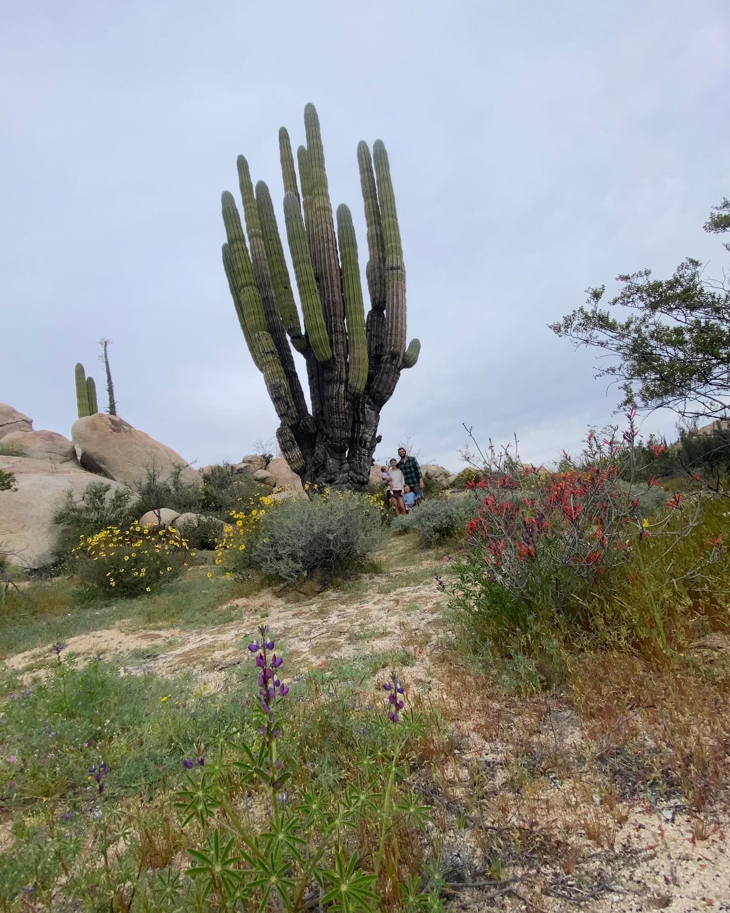Can you find us? We camped in an unbelievable desert with GIANT cacti. Perfectly timed as the desert was in bloom and the colors were out of this world! 

#desert #adventure #roam #baja #mexico #cacti #overland #4x4 #landcruiser #adventure #roadtrip