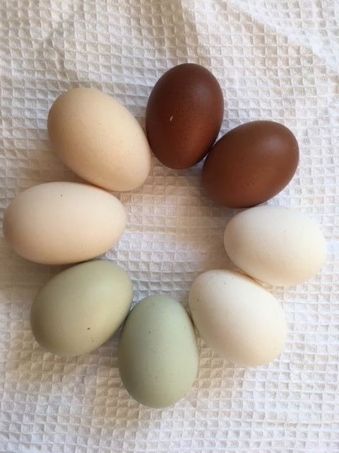 Backyard Chicken Keeping for Beginners
