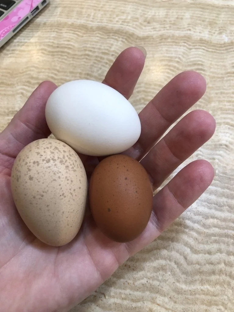 Backyard Chicken Keeping for Beginners