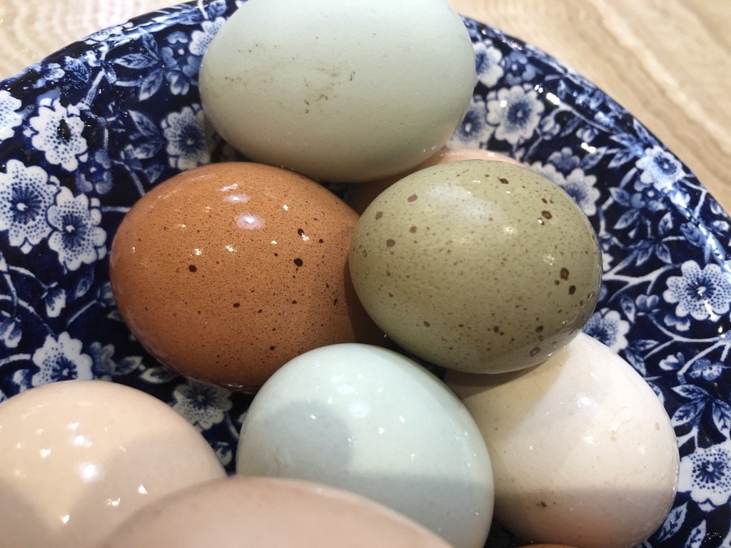 Backyard Chicken Keeping for Beginners