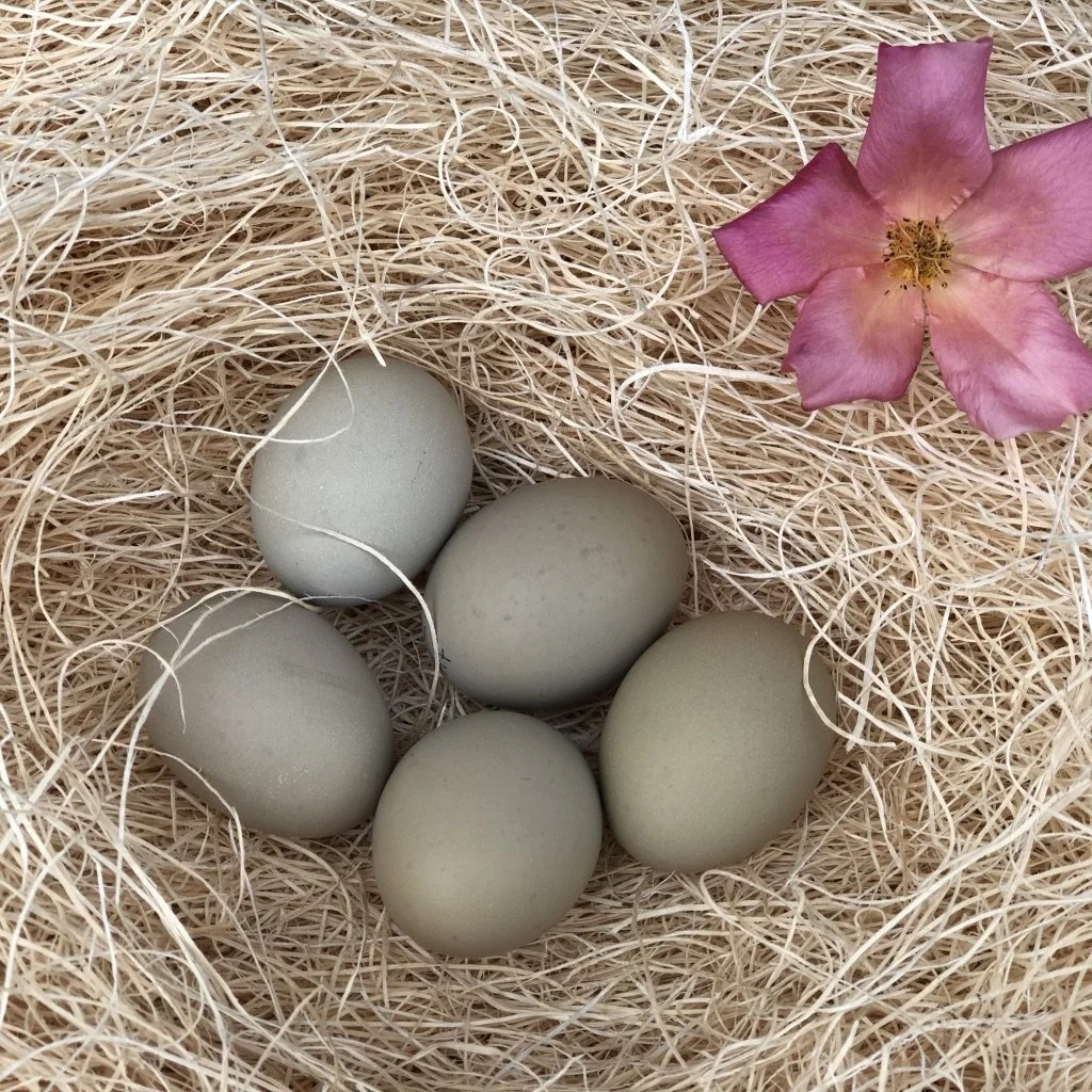 F2 Olive Egger Hatching Eggs — Four Acorns Farm