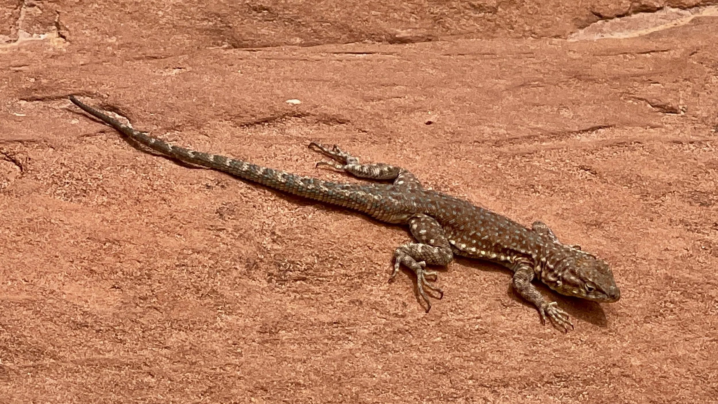 Lizard, Needles District/Canyonlands National Park, UT