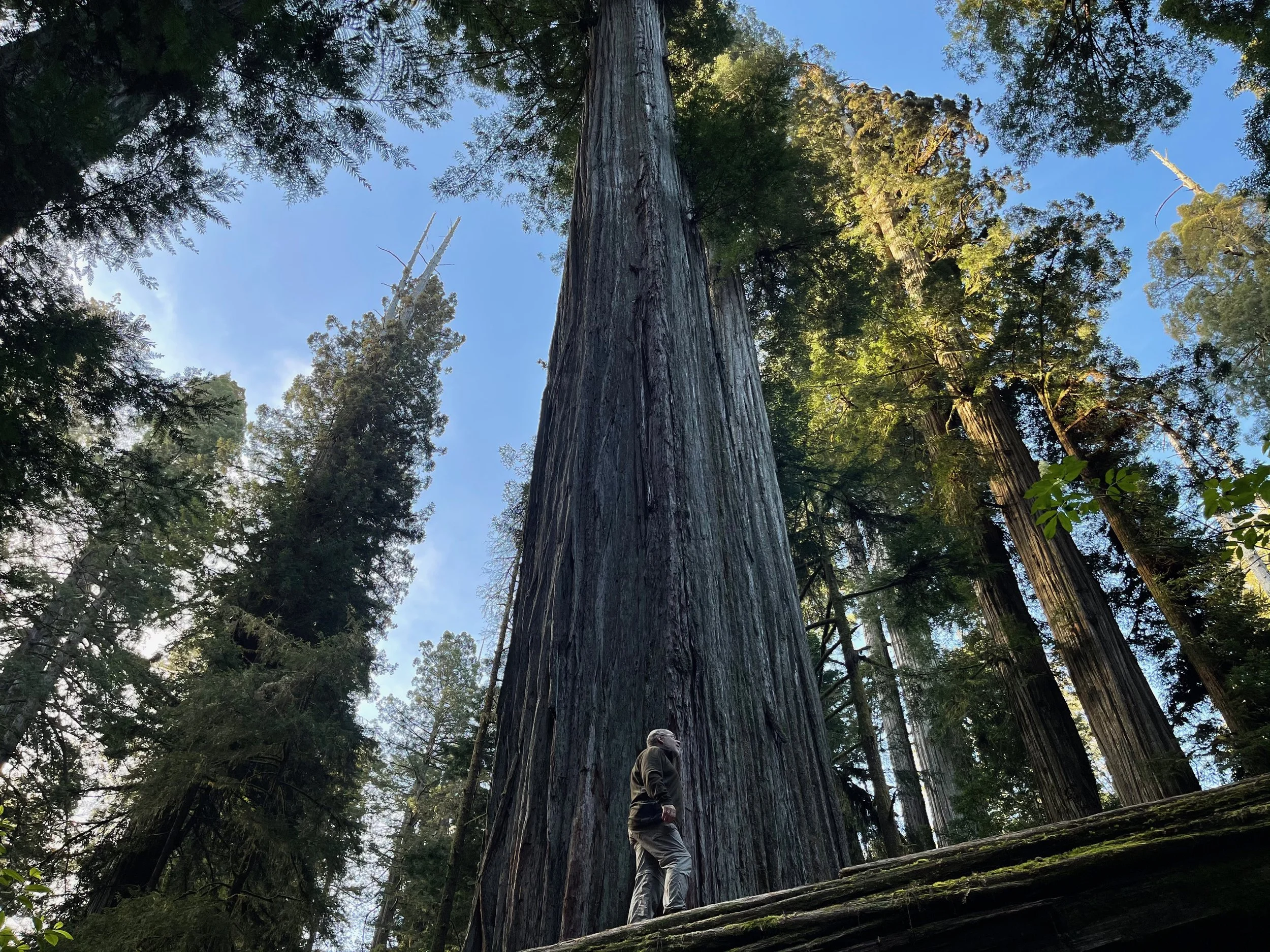 Walking Among Giants - The Redwoods, 5.4.21 - 5.8.21
