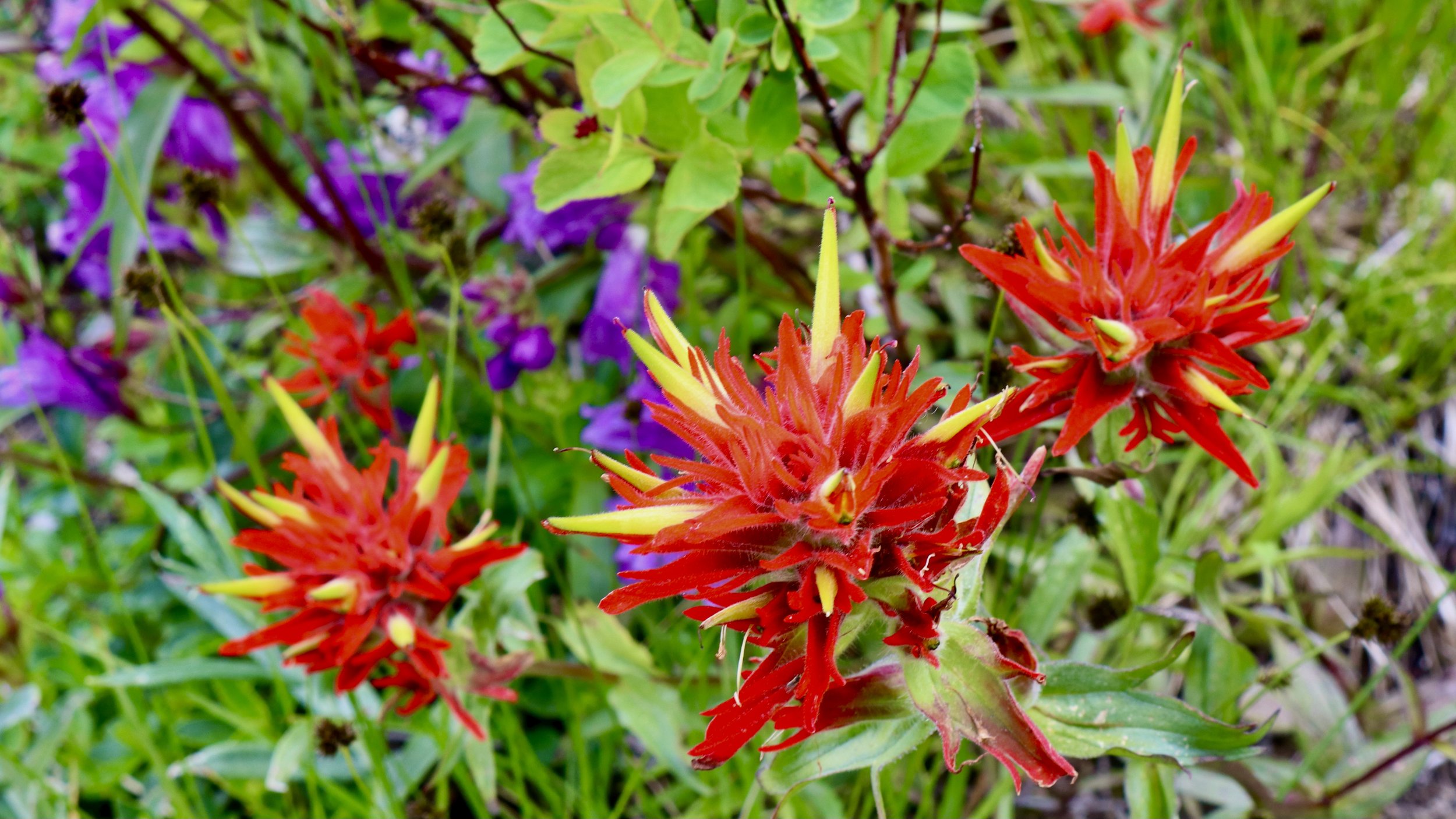 Surrounded by Volcanoes - Mt. St. Helens Natl. Volcanic Monument, 7.7.19 - 7.9.19: Part 3 of 4