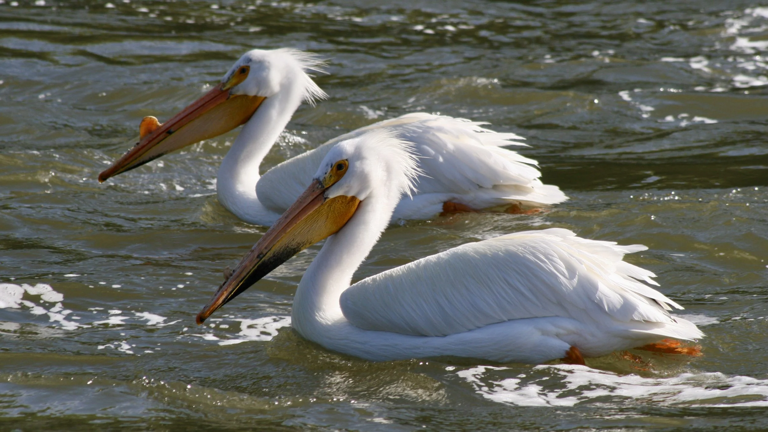 Gettin' Loose in the Palouse - 5.18.19 - 5.24.19, Part 1 of 3