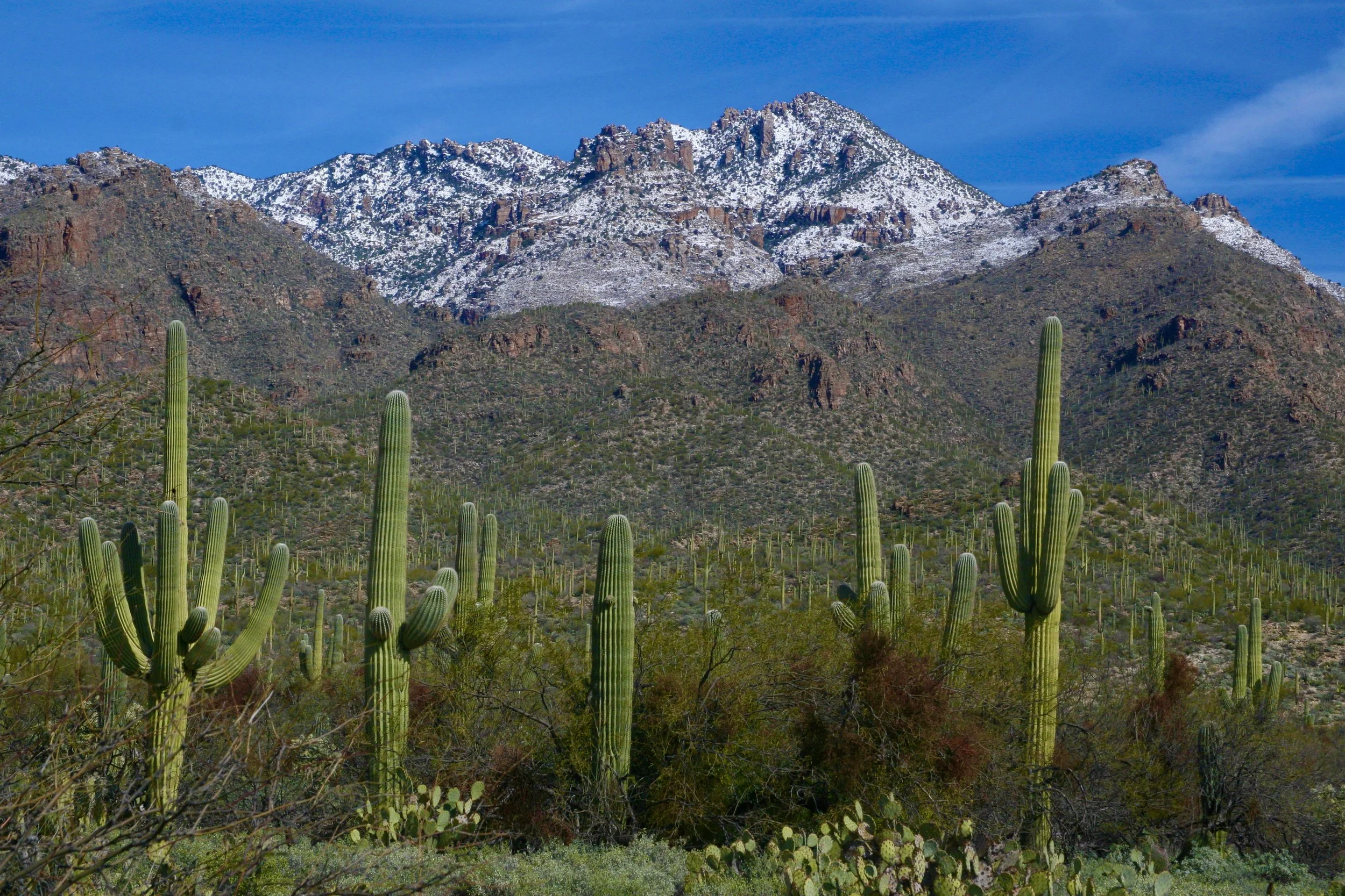 Dream Beneath A Desert Sky - The Sonoran Desert Part 2 of 3, Sabino Canyon, 2.24.19
