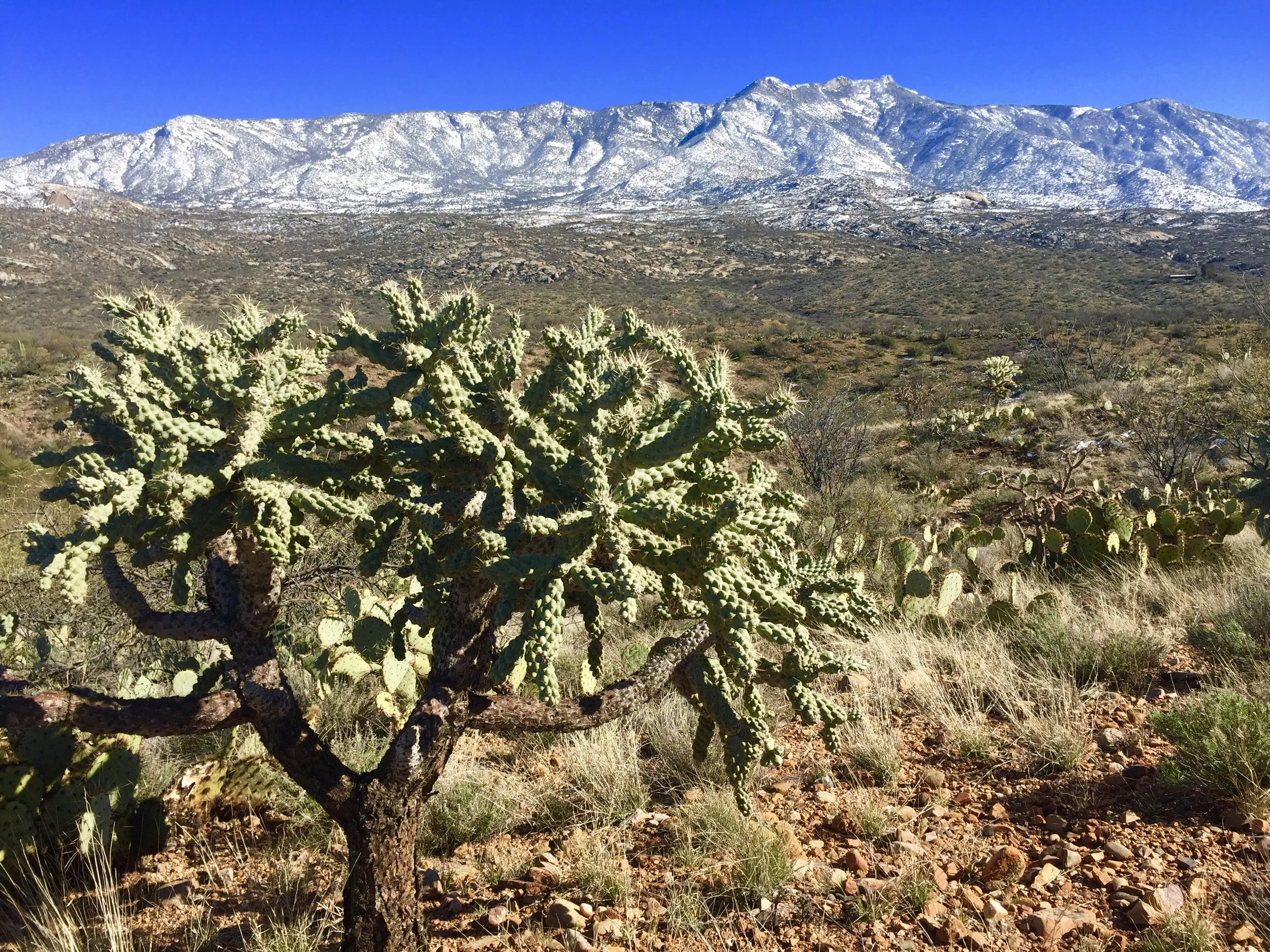 Dream Beneath A Desert Sky - The Sonoran Desert Part 1 of 3 - Catalina State Park, 2.23.19