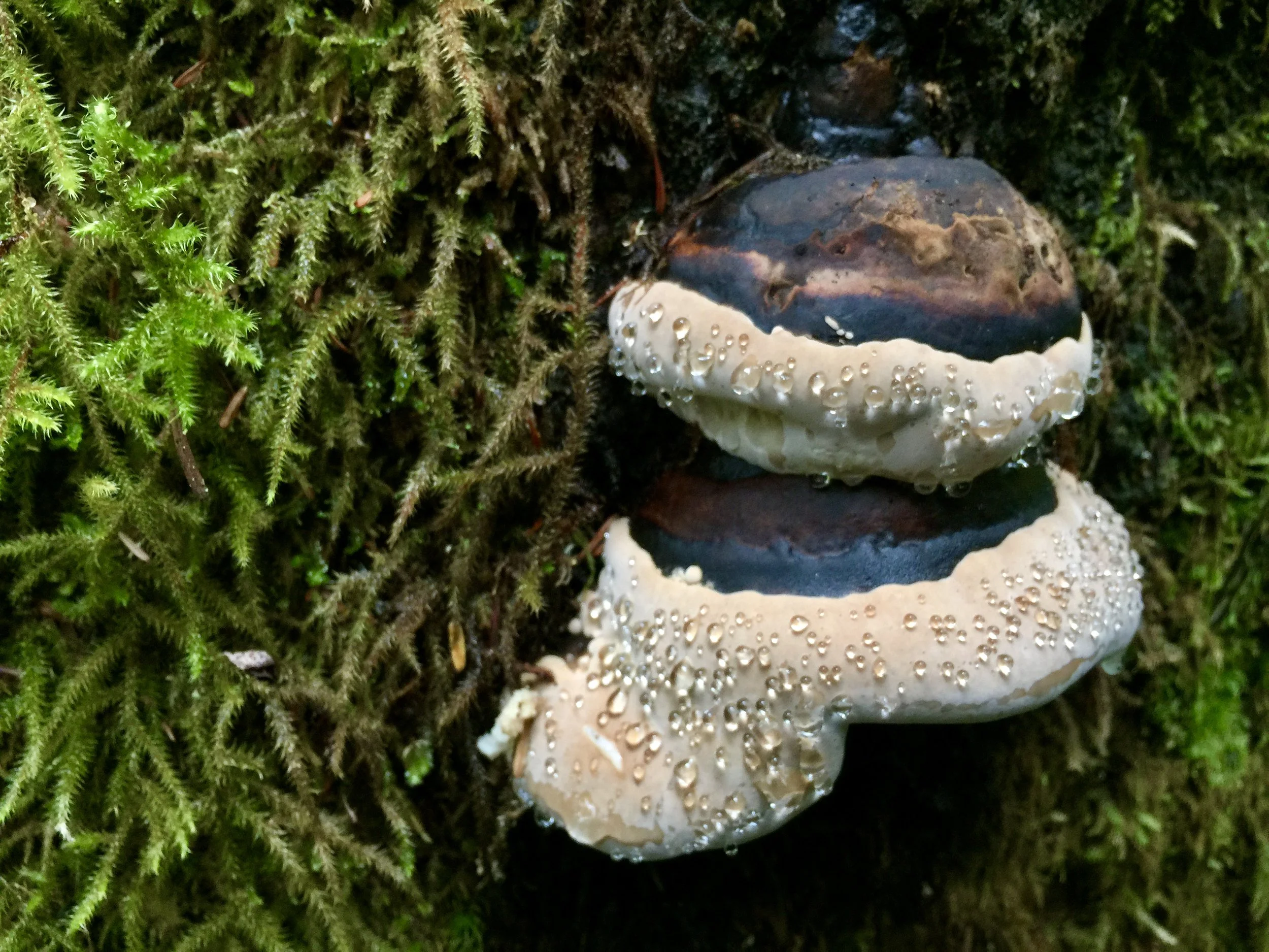 The Art of Deception (Creek), 6.15.18