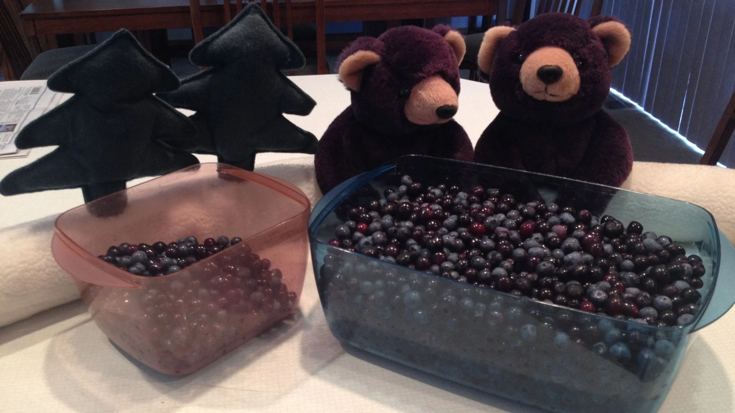 Having A Berry Good Time On Mt. Baker, 9.1.14