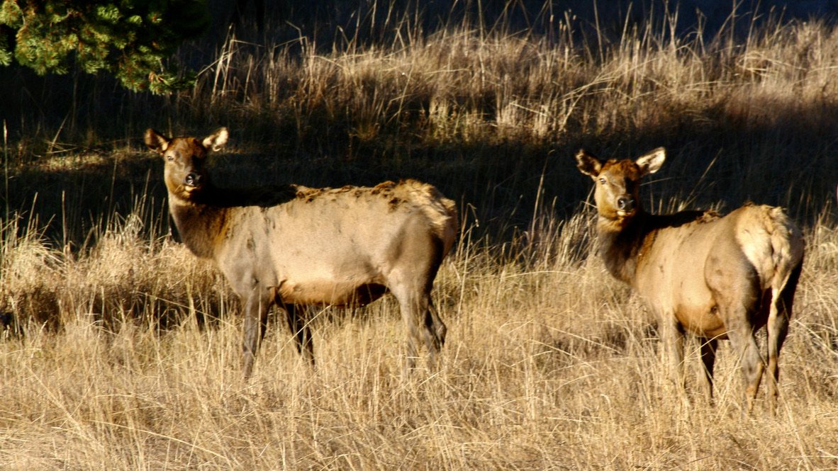 Elk, Yellowstone National Park, WY