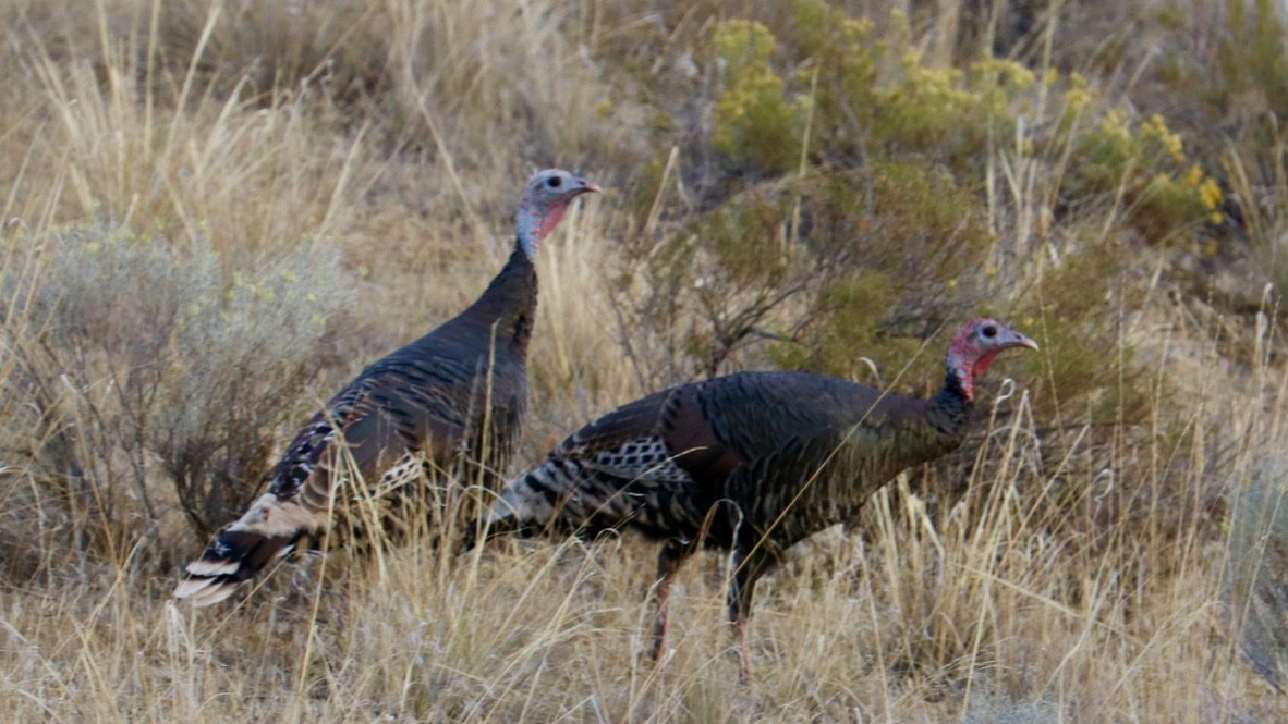 Wild turkeys, Steamboat Rock State Park, WA