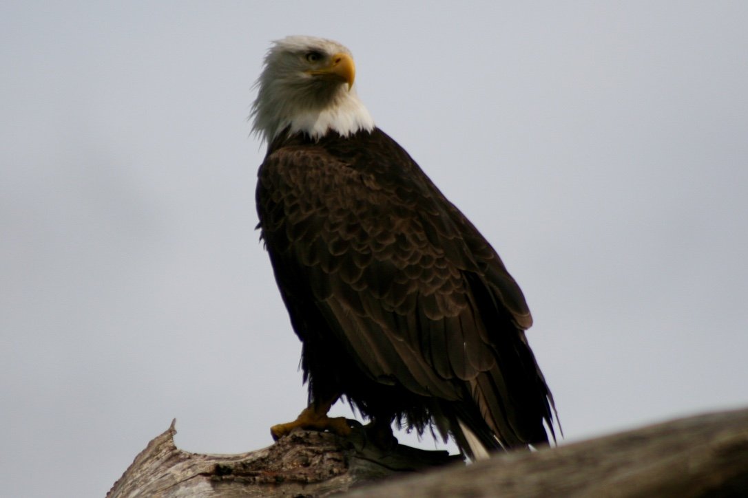 Bald eagle, Guemes Island, WA