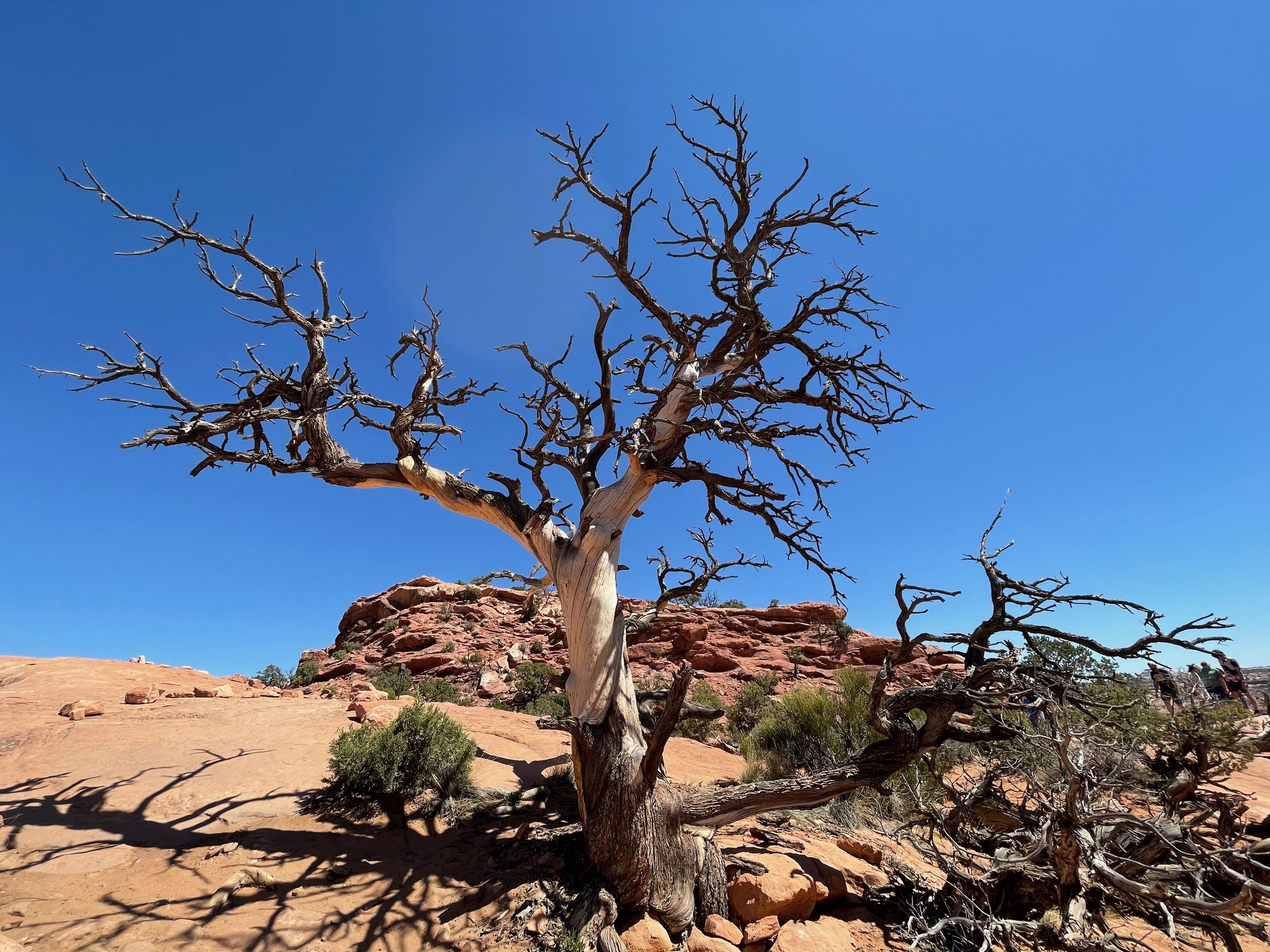 Upheaval Dome Trail, Canyonlands National Park, UT