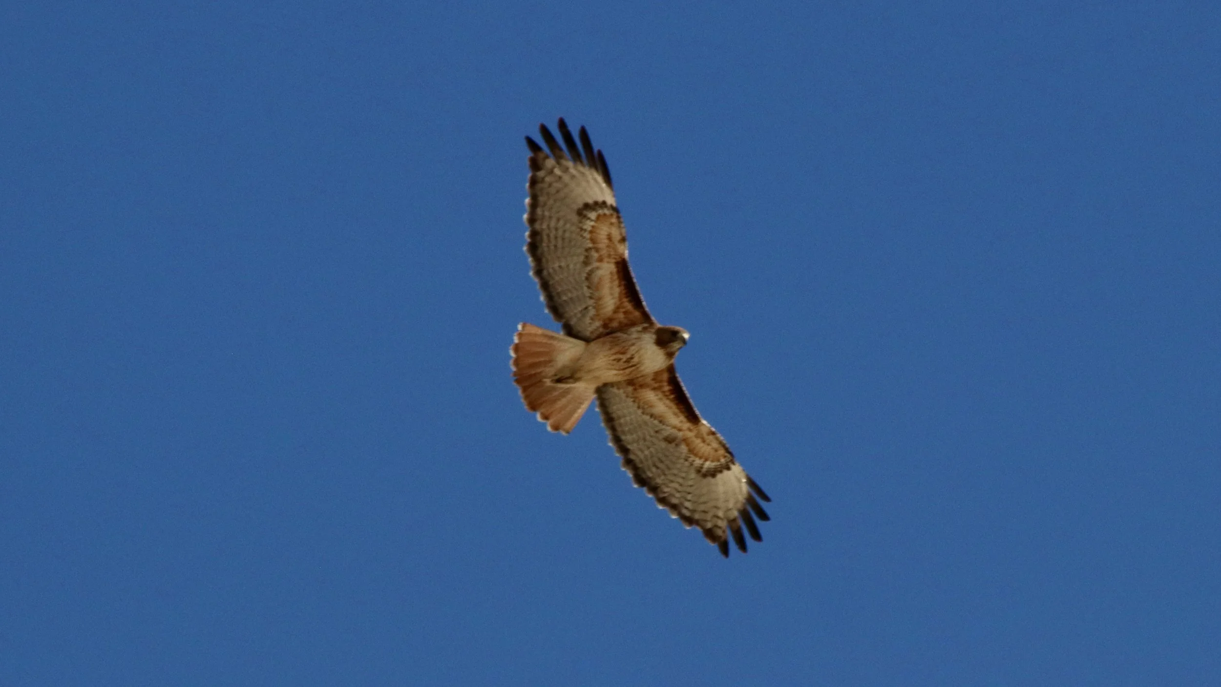 Red-tailed hawk, Sidestep Canyon, UT