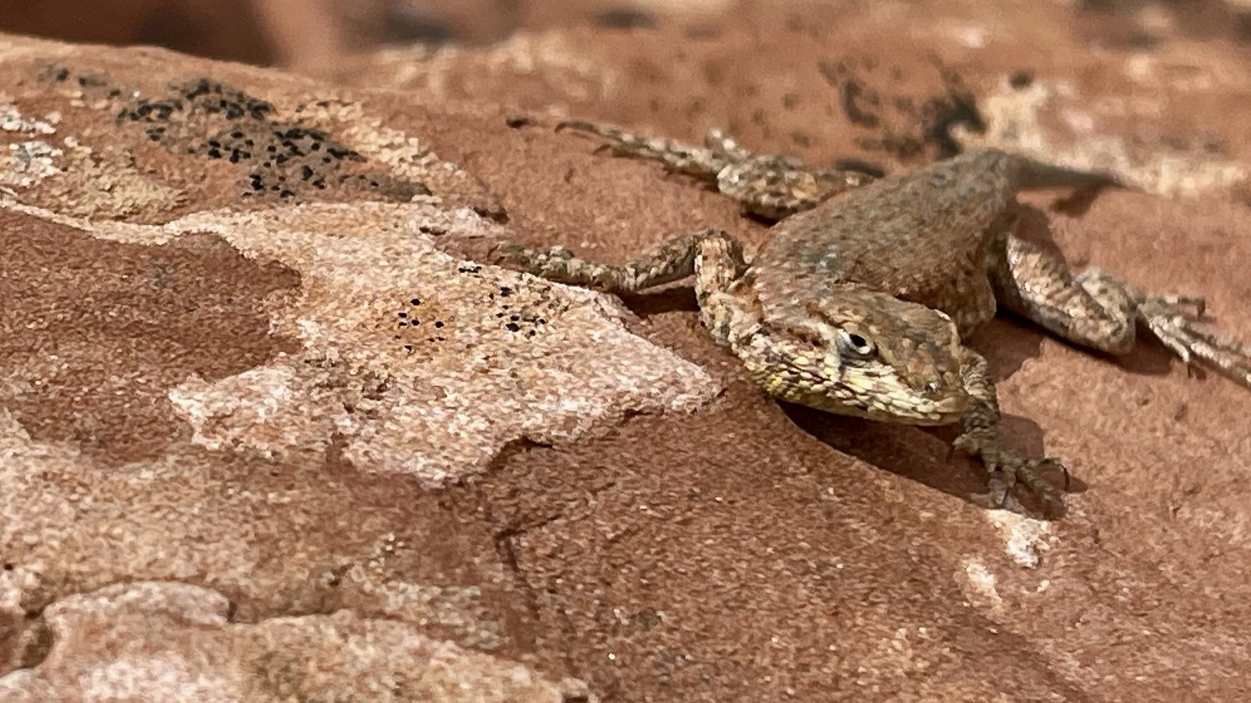 Lizard, Needles Outpost, UT