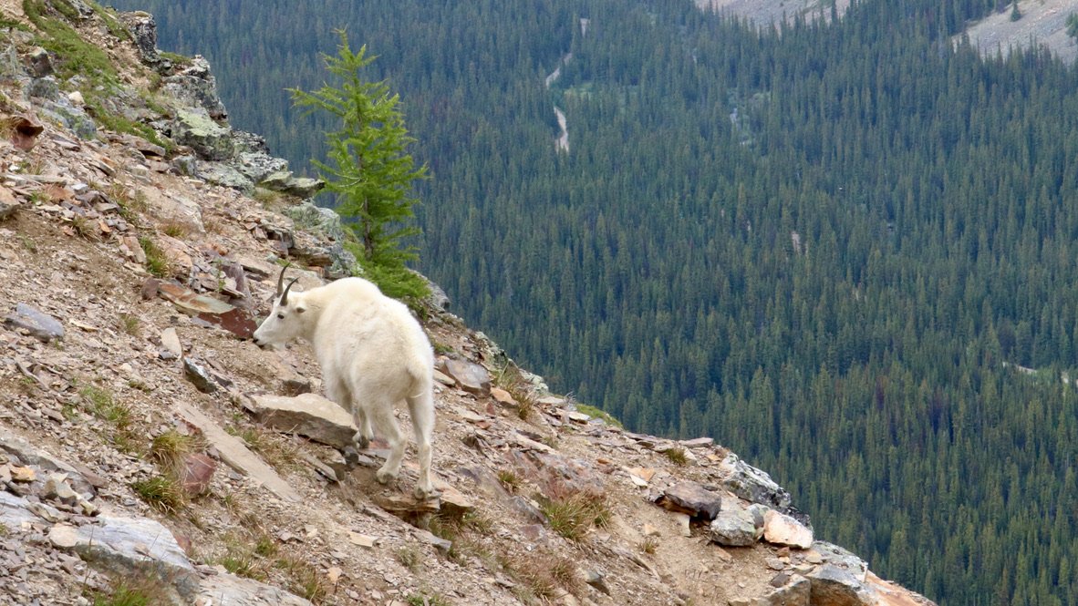Mountain goat, Yoho National Park, BC