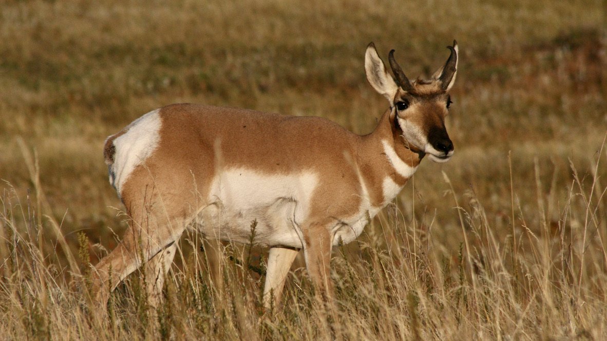 Pronghorn, Custer State Park, SD