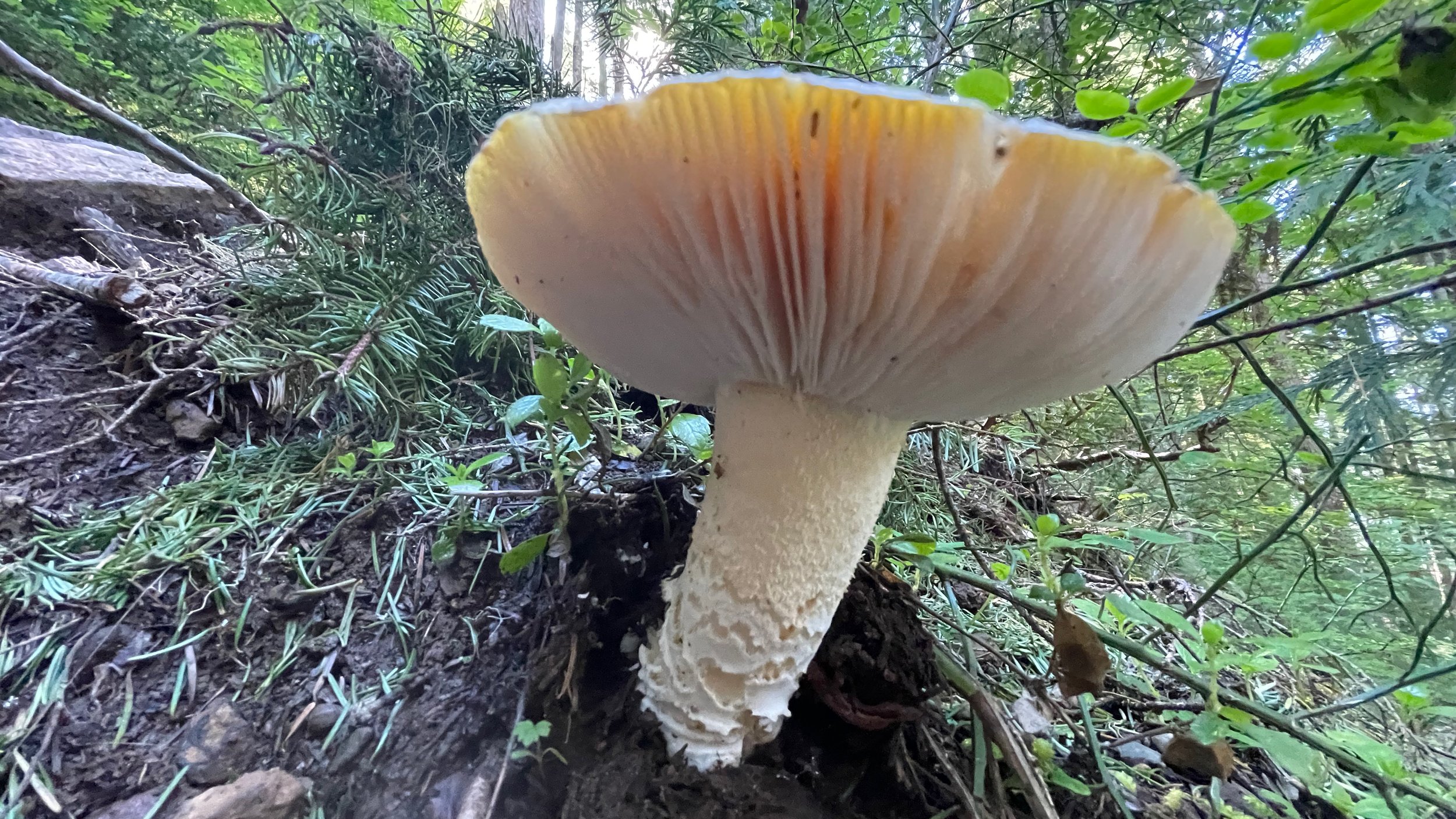 0A941C11-AD6C-4125-8A1F-B9969C51539A.jpeg