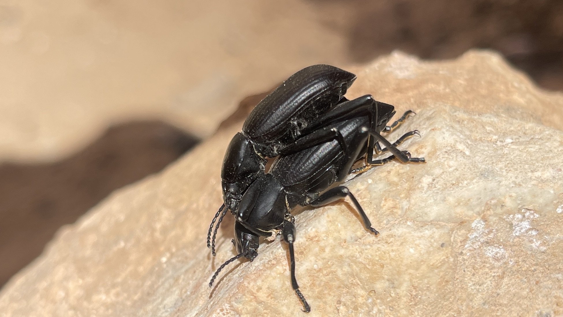 Beetles, Cottonwood Narrows, UT