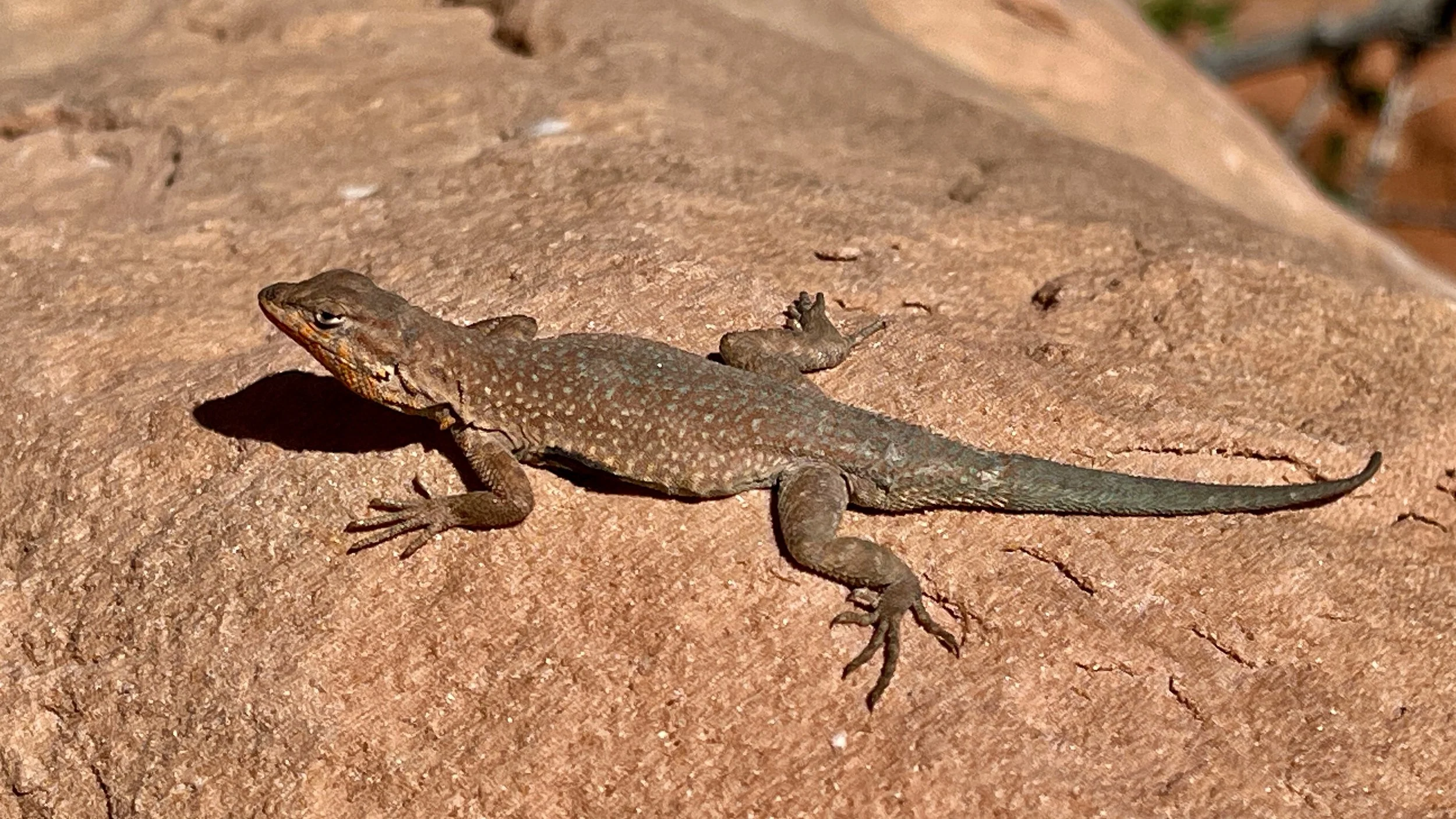 Lizard, Arches National Park, UT