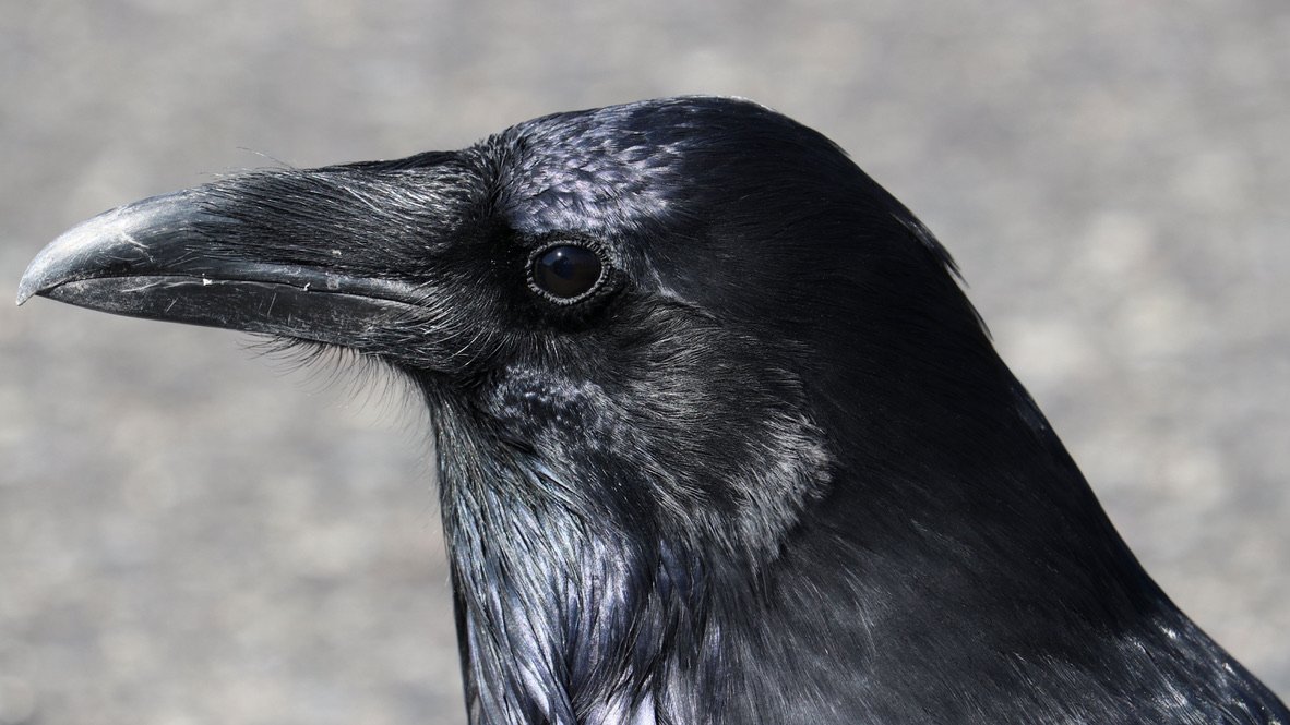 Raven, Yellowstone National Park, WY