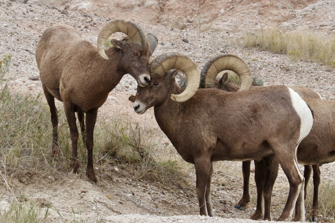 Bighorn sheep, Badlands National Park, SD