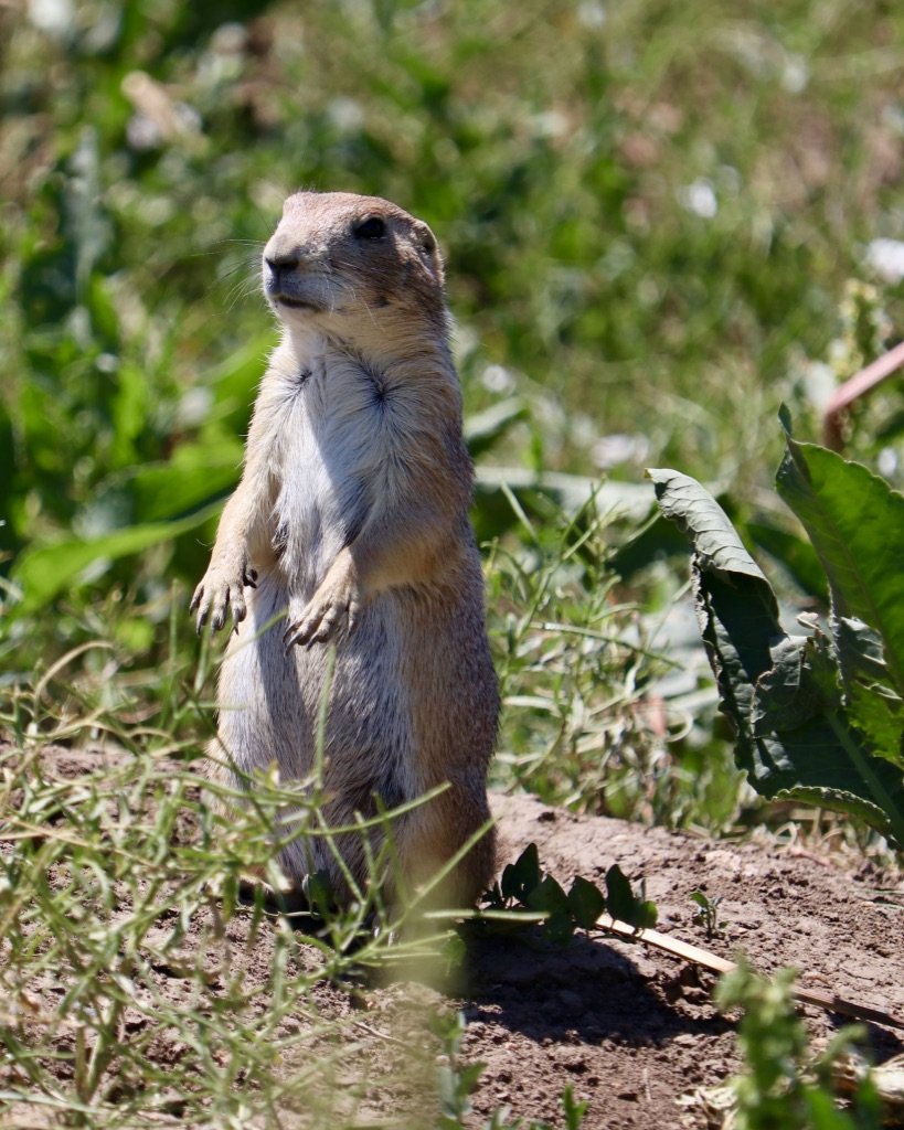 Prairie dog, Standley Lake, CO