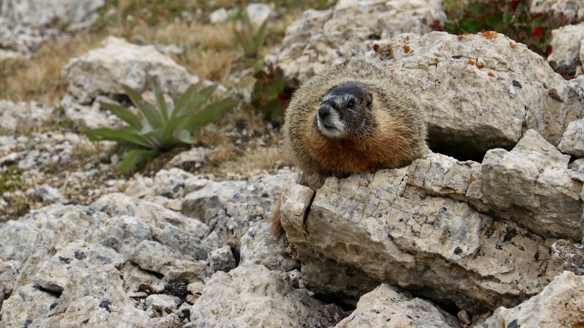 Marmot, Medicine Wheel, WY