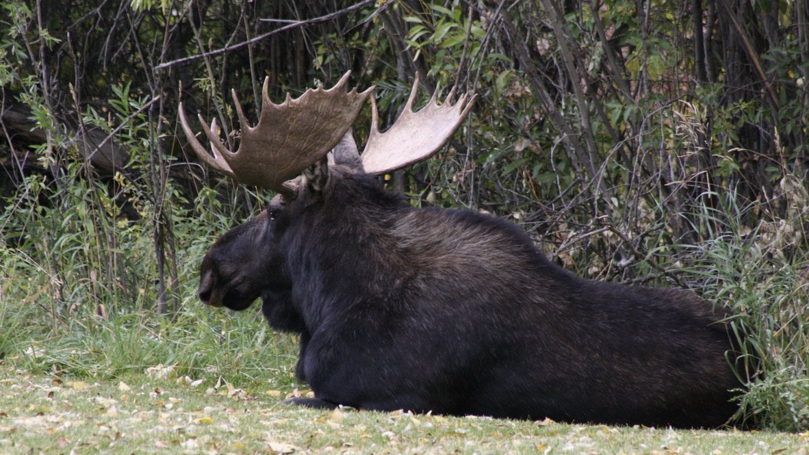 Bull moose, Jackson Hole, WY