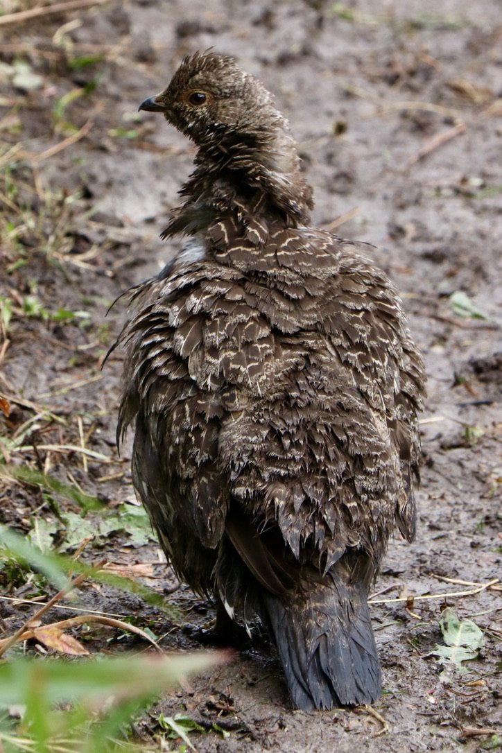 Ruffed grouse, Beartooth/Absaroka Wilderness, WY