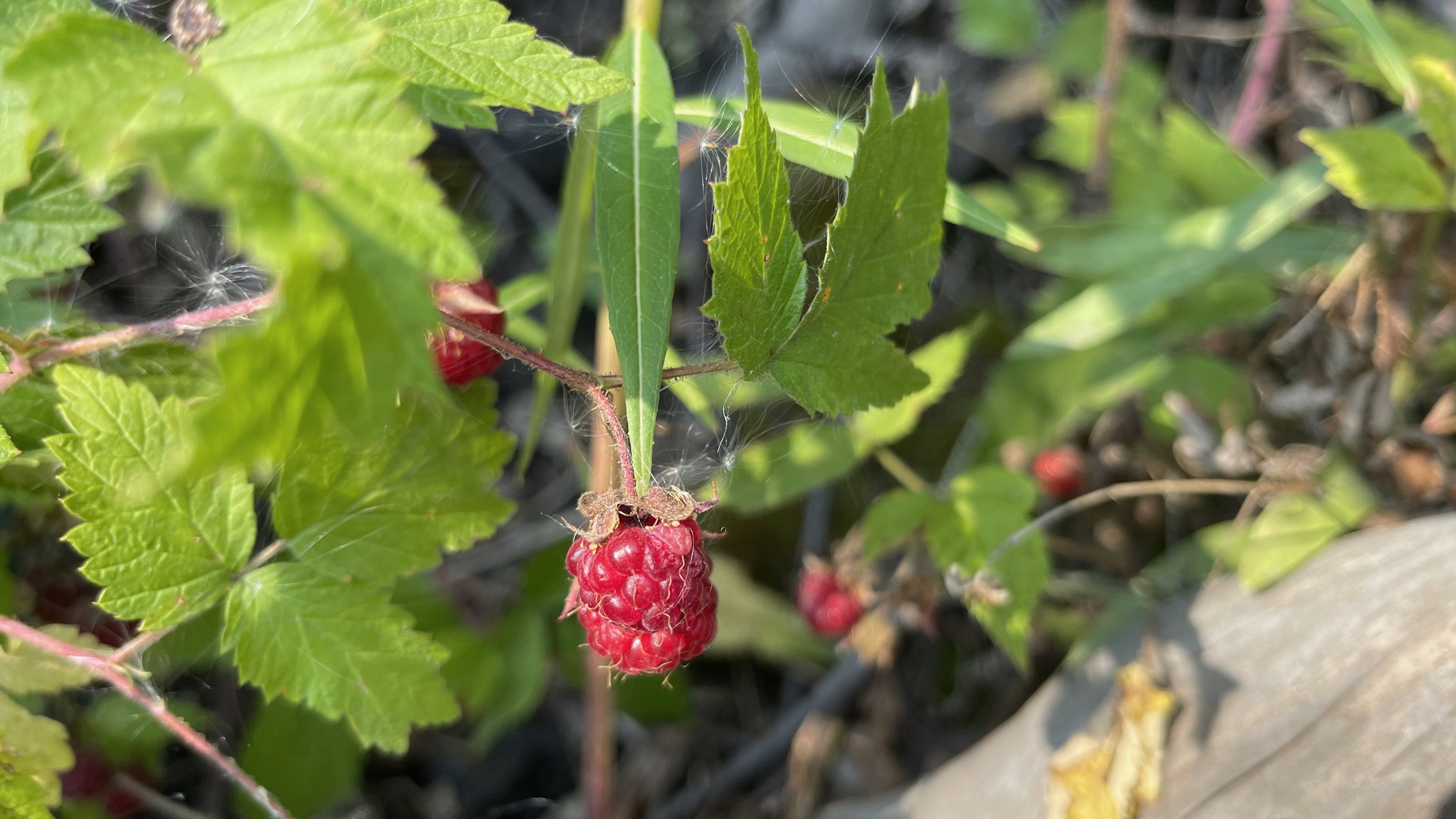 A46479AC-F6EA-4CF3-ADE1-59A3BF2B875C_1_201_a.jpeg